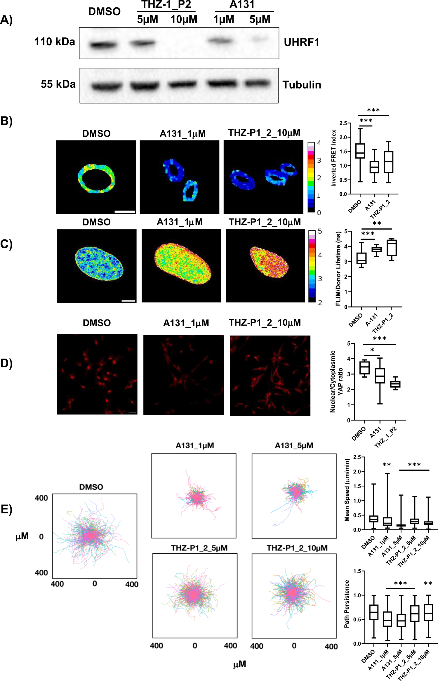 Fig. 6: Pharmacological inhibition of PIP4K signalling phenocopies cell softening and defects in motility.