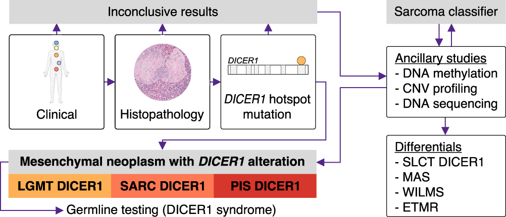 Fig. 7: Proposed diagnostic algorithm for mesenchymal tumors with DICER1 alteration.