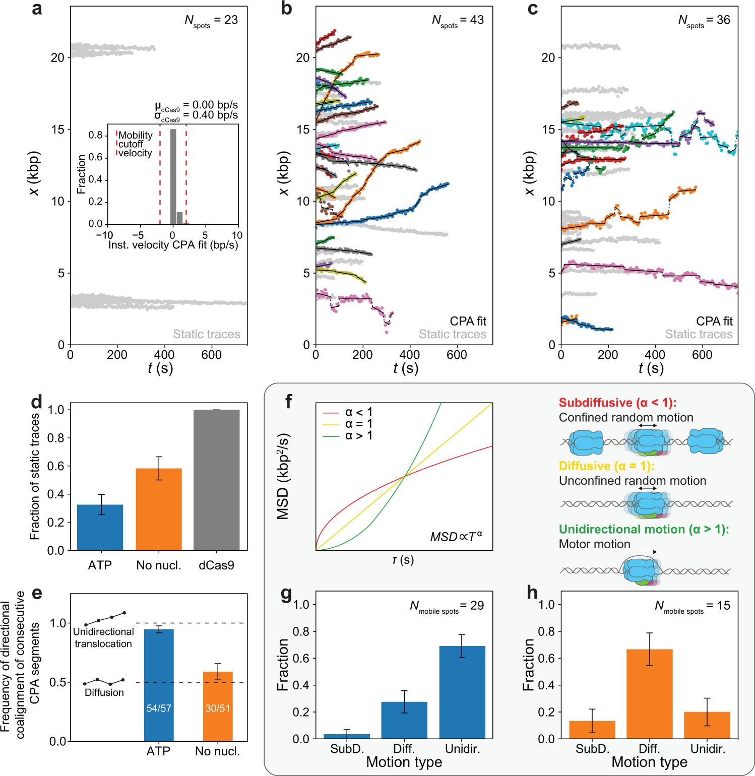 Fig. 2: Fully reconstituted CMG exhibits two different motion types.