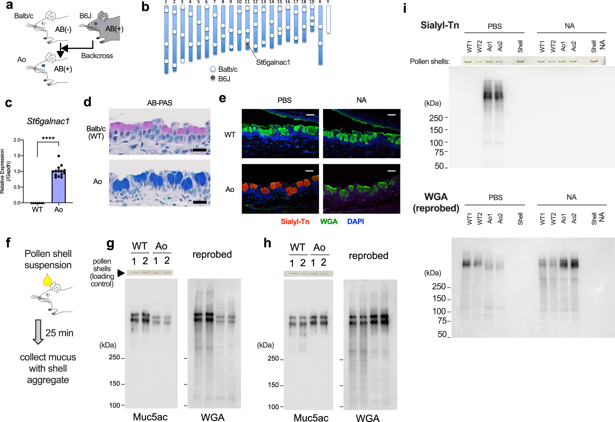 Fig. 4: Expression of intact St6galnac1 restores Sialyl-Tn expression in conjunctival goblet cell mucins in vivo.