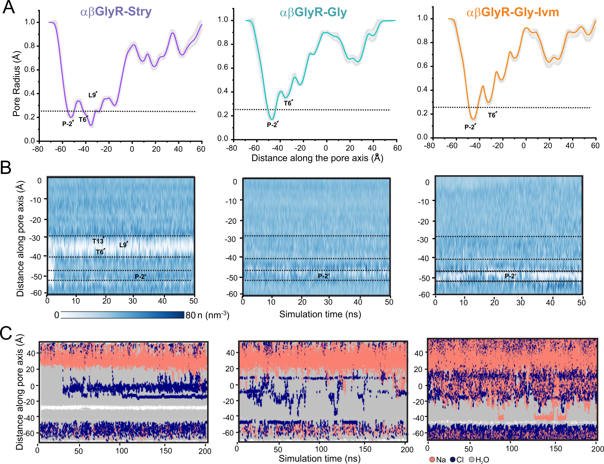 Fig. 3: Molecular dynamics simulations of the αβGlyR pore in different conformational states.
