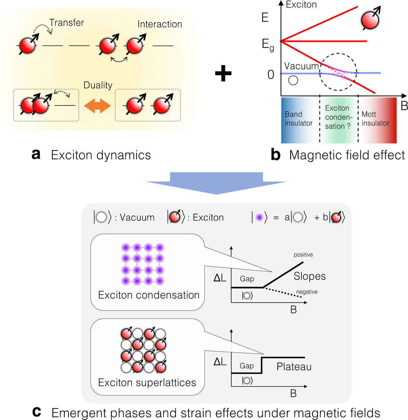 Fig. 2: Schematic illustrations describing the possible occurrence of exotic orderings of excitons in LaCoO3 under high magnetic fields.