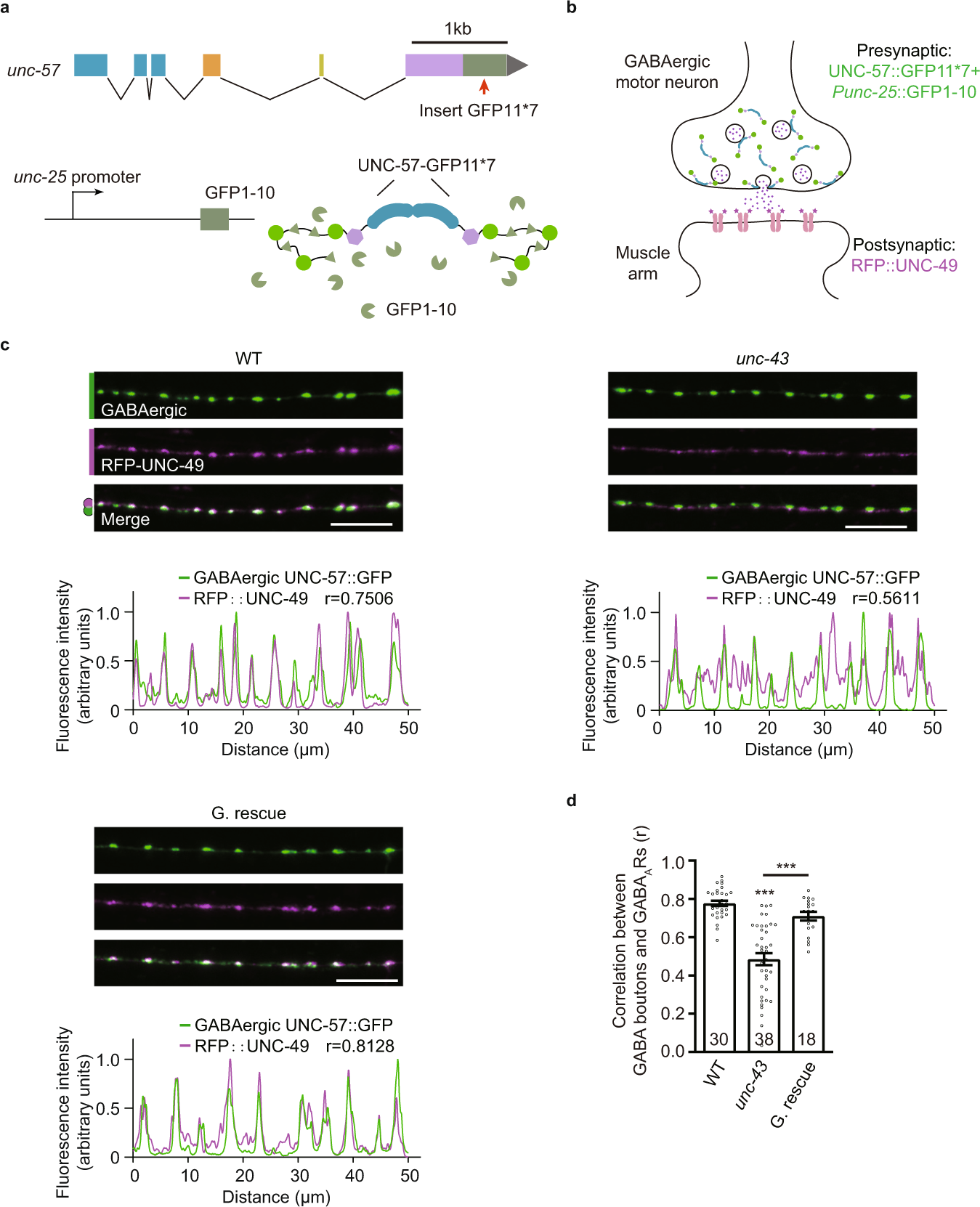 Fig. 2: Presynaptic UNC-43/CaMKII is required for the GABAergic synaptic localization of GABAARs.