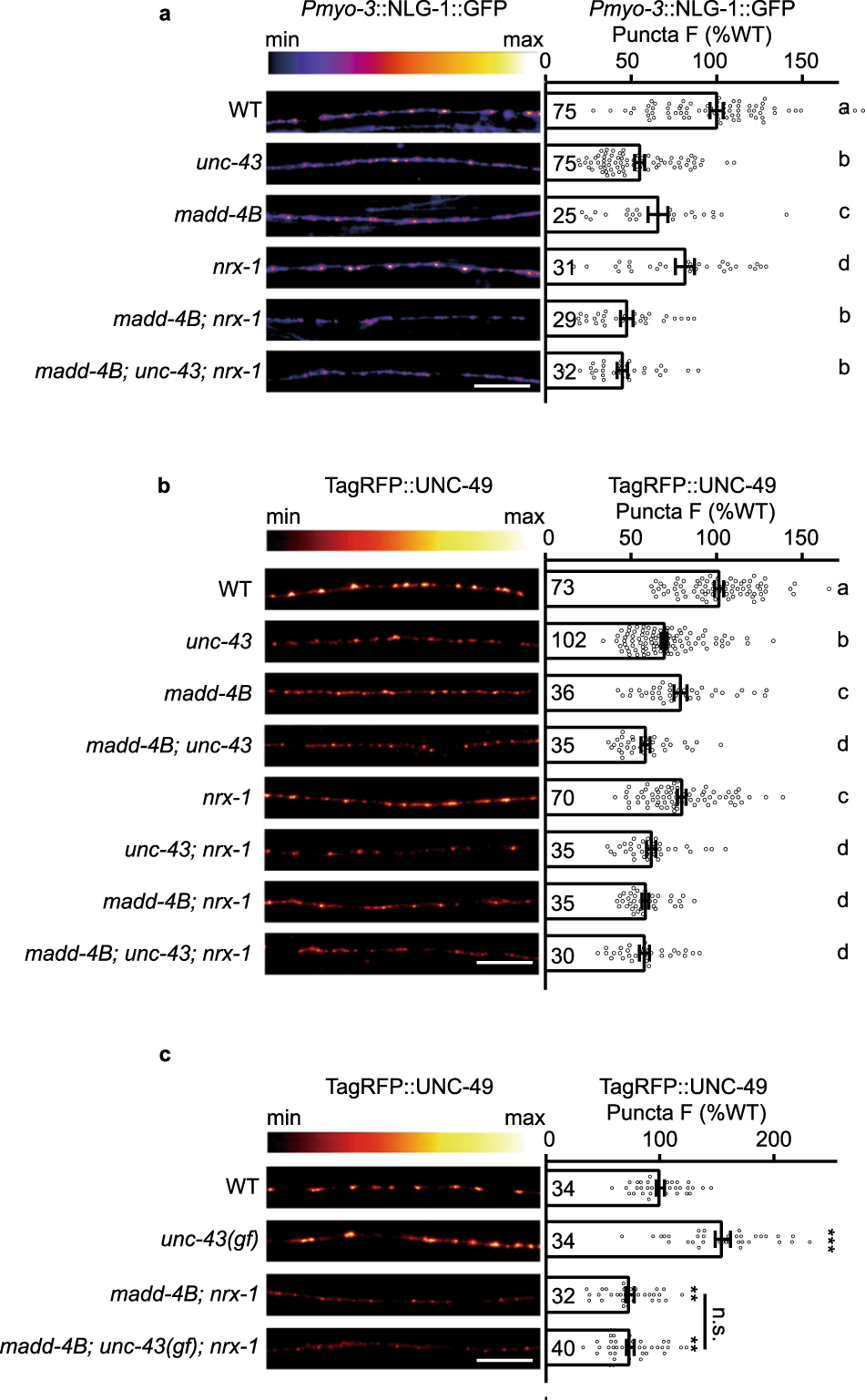 Fig. 5: UNC-43/CaMKII’s recruitment of GABAARs requires both MADD-4B and NRX-1α.