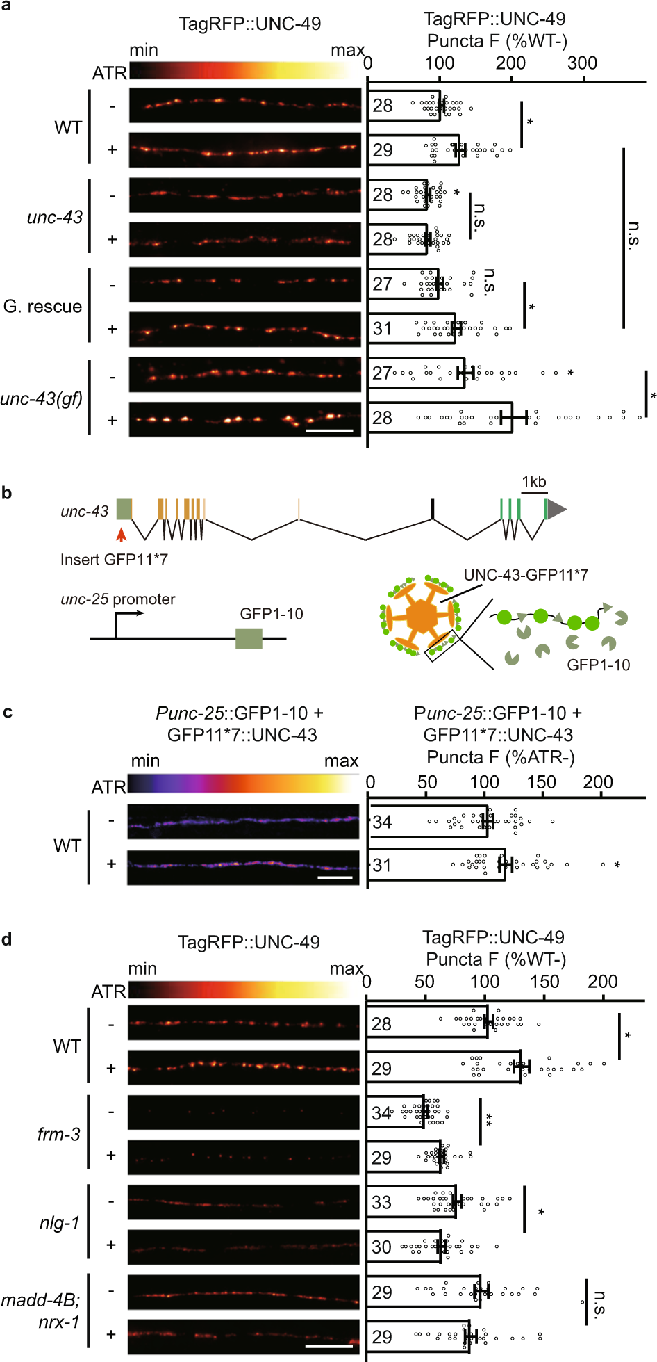 Fig. 9: UNC-43/CaMKII is required for activity-dependent plasticity at GABAergic synapses.