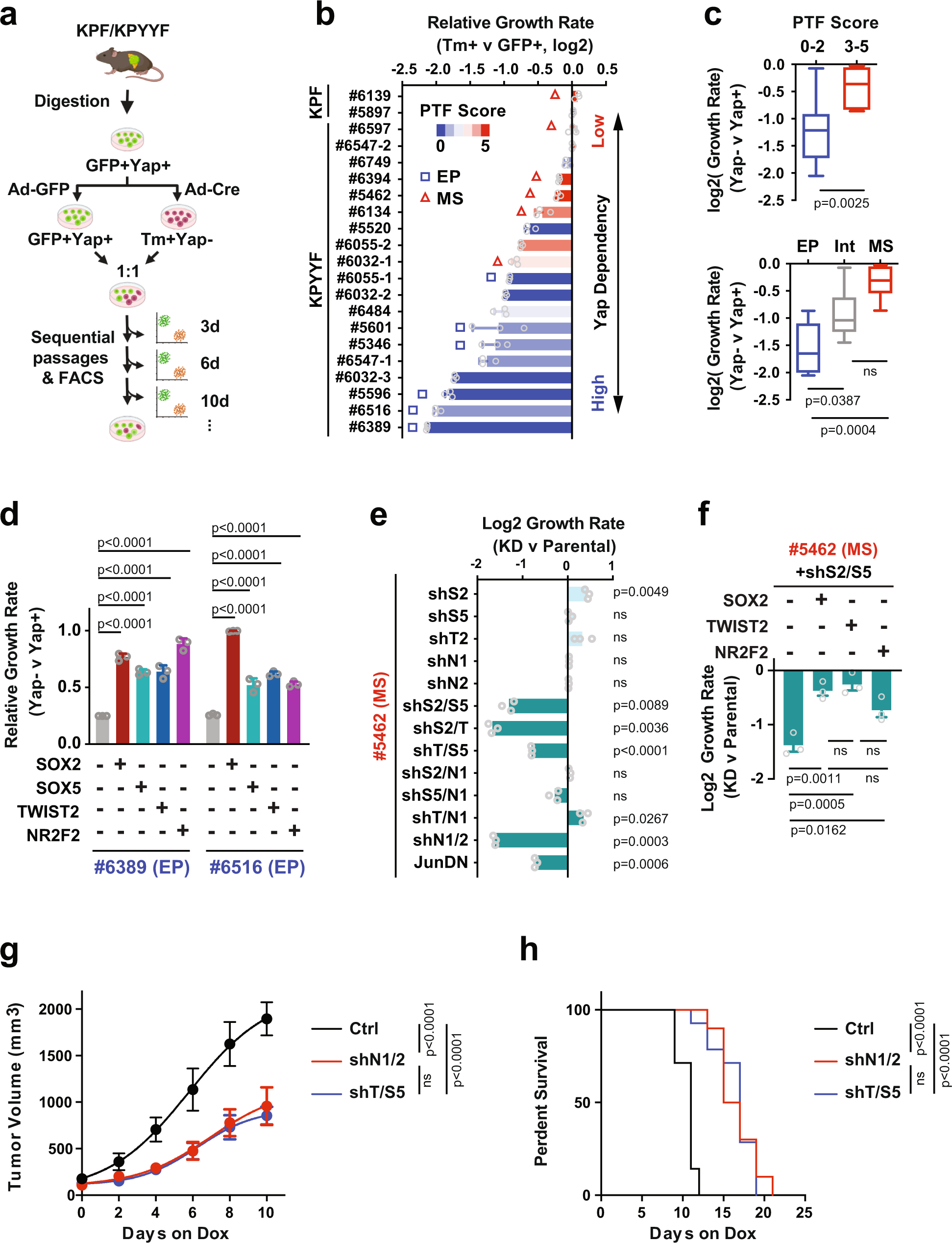 Fig. 3: PTF expression is coupled with EMT and resistance to Yap ablation.
