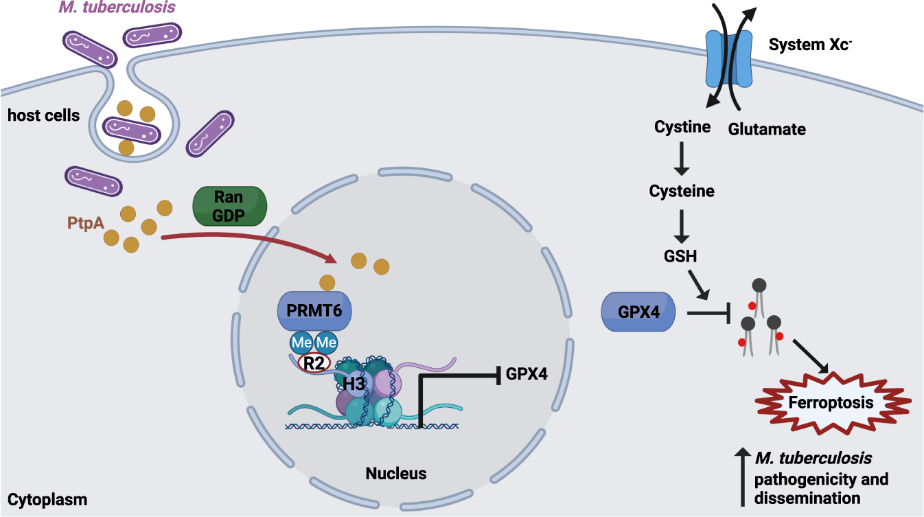 Ferroptosis hijacking by Mycobacterium tuberculosis