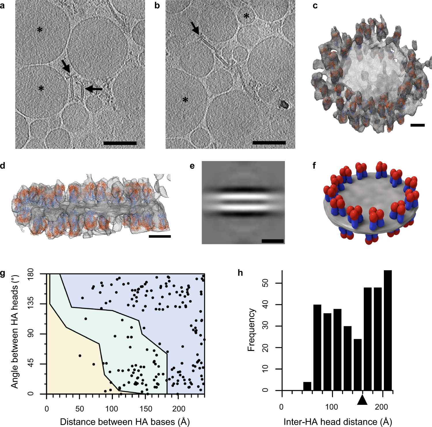 Fig. 4: Fluad structural analysis by cryo-electron tomography and molecular modeling.