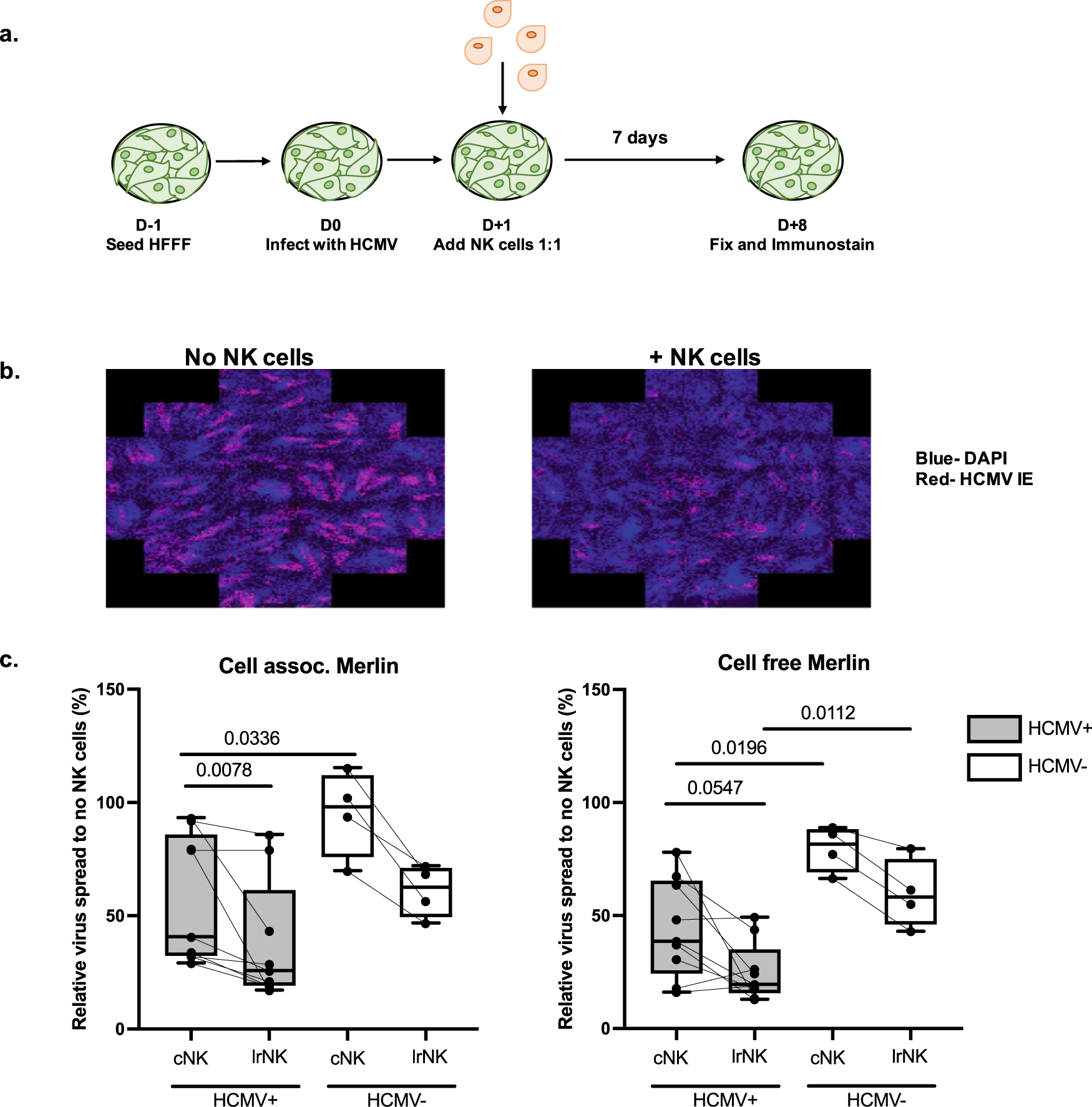 Fig. 2: lrNK cells control HCMV replication in vitro.