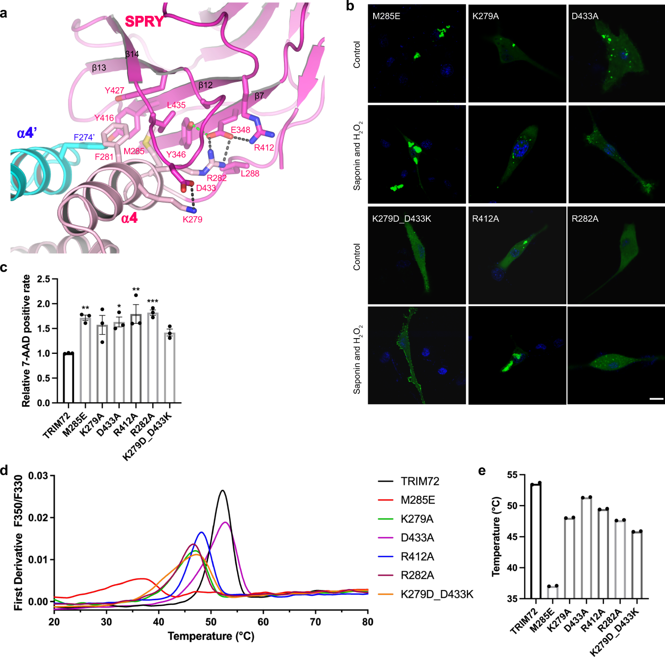 Fig. 3: SPRY domain interacts with the coiled-coil domain.