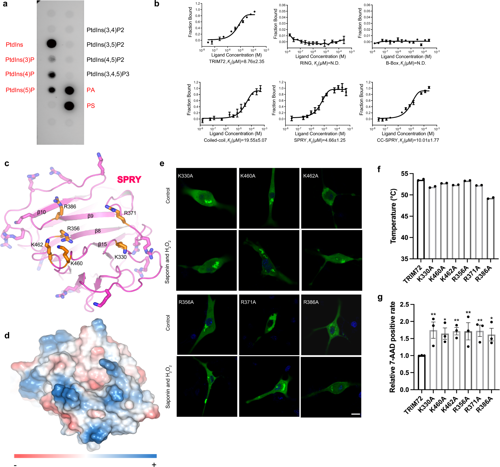 Fig. 4: Analysis of TRIM72 lipid interaction.