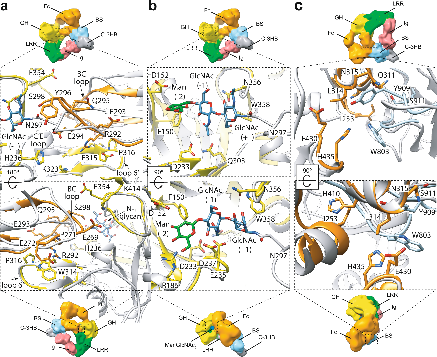 Fig. 2: The Fc binding site of EndoS.
