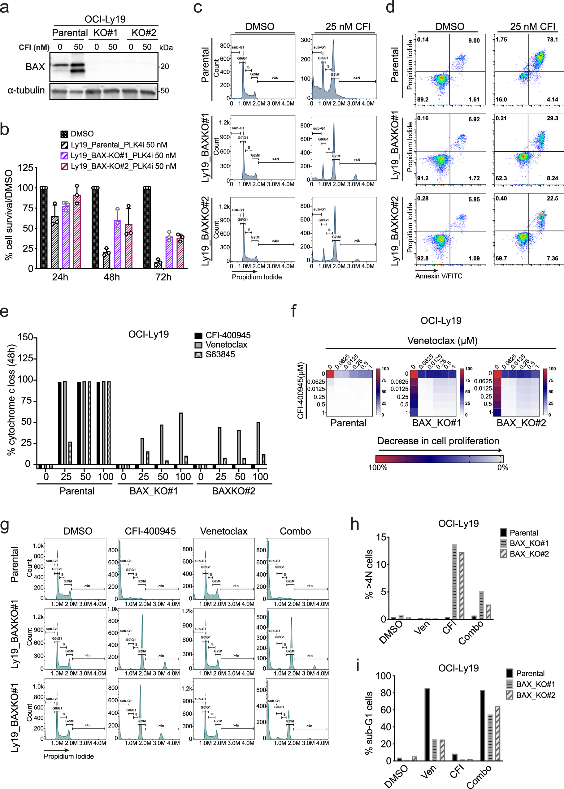 Fig. 2: The elimination of polyploid lymphoma cells depends on BAX.
