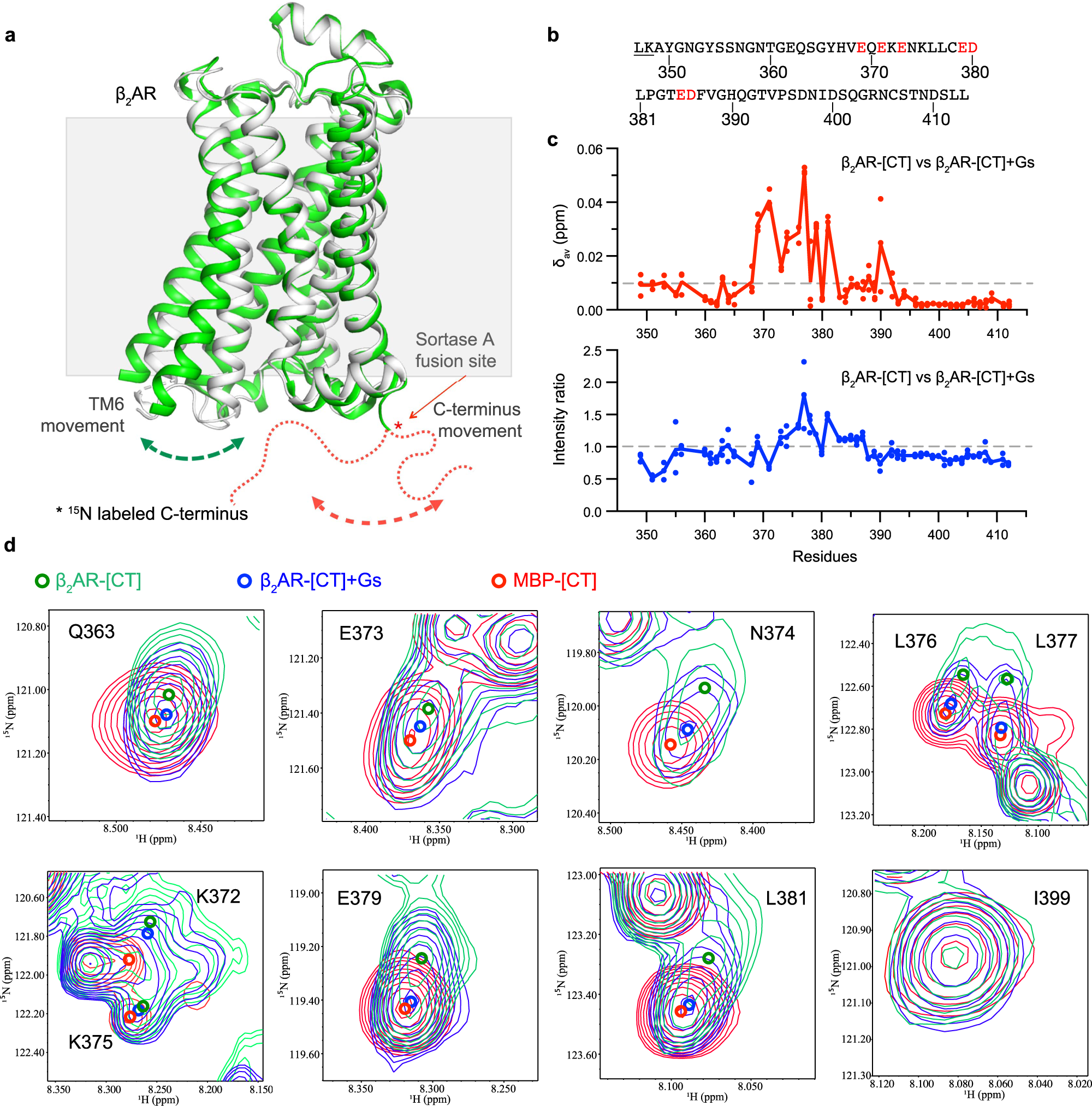 Fig. 4: The middle of the β2AR-[CT] interacts with the cytoplasmic surface of the β2AR.