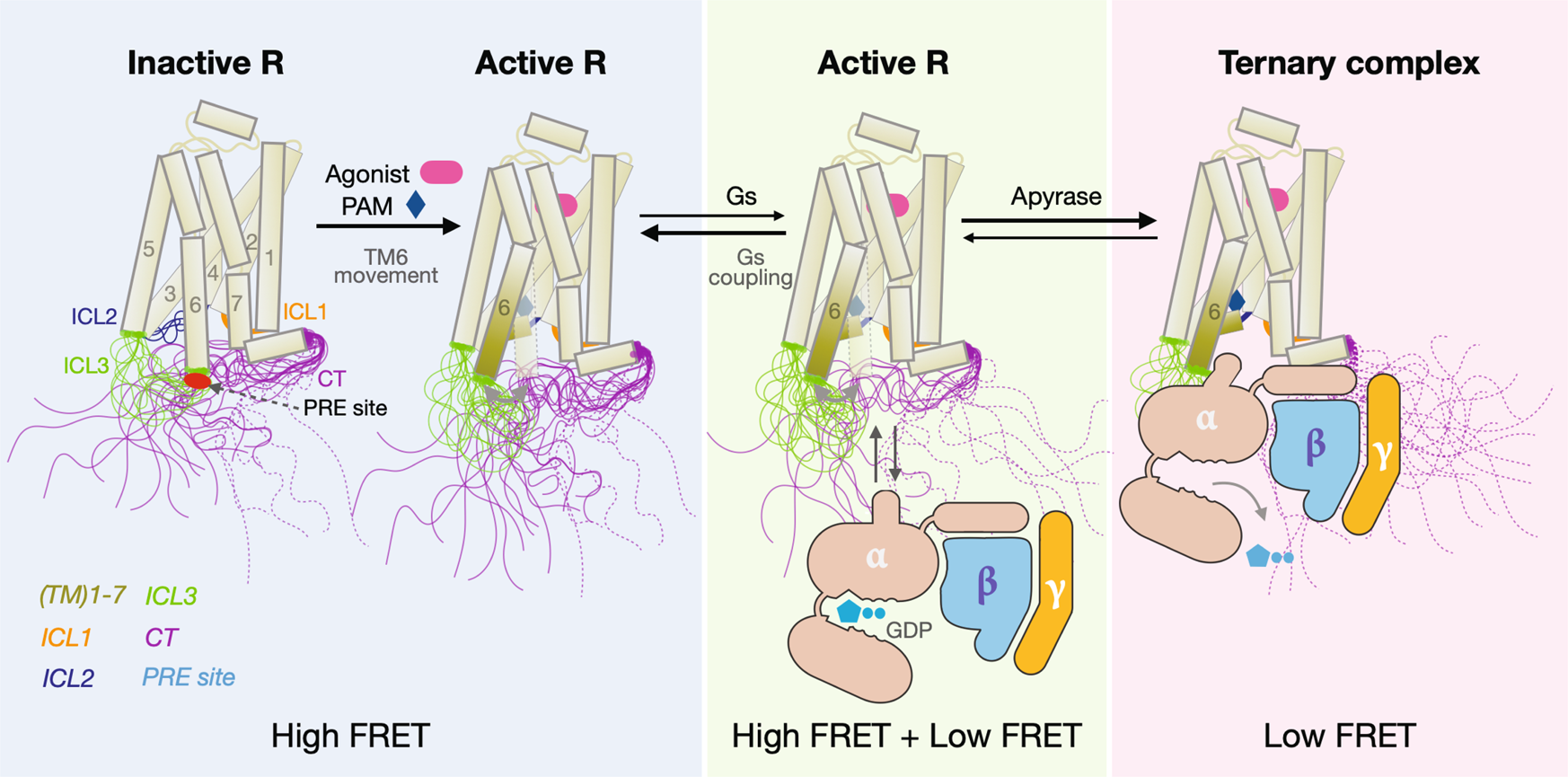 Fig. 8: Model illustrating the role of the β2AR-[CT] dynamics in G-protein activation.