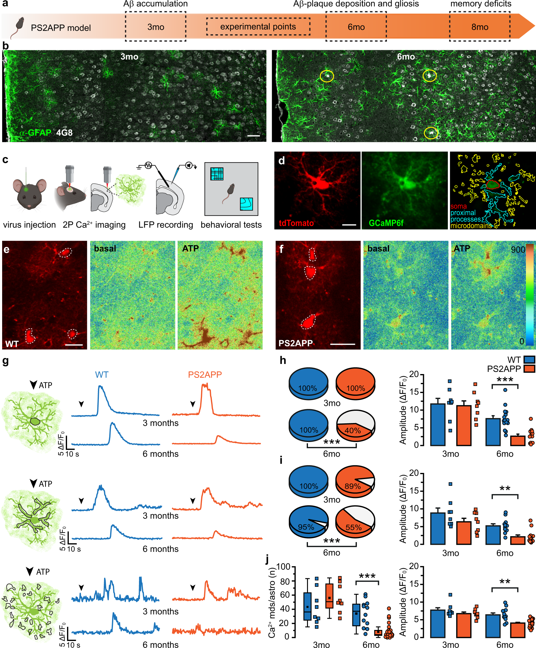 Rescue of astrocyte activity by the calcium sensor STIM1 restores long-term  synaptic plasticity in female mice modelling Alzheimer's disease | Nature  Communications