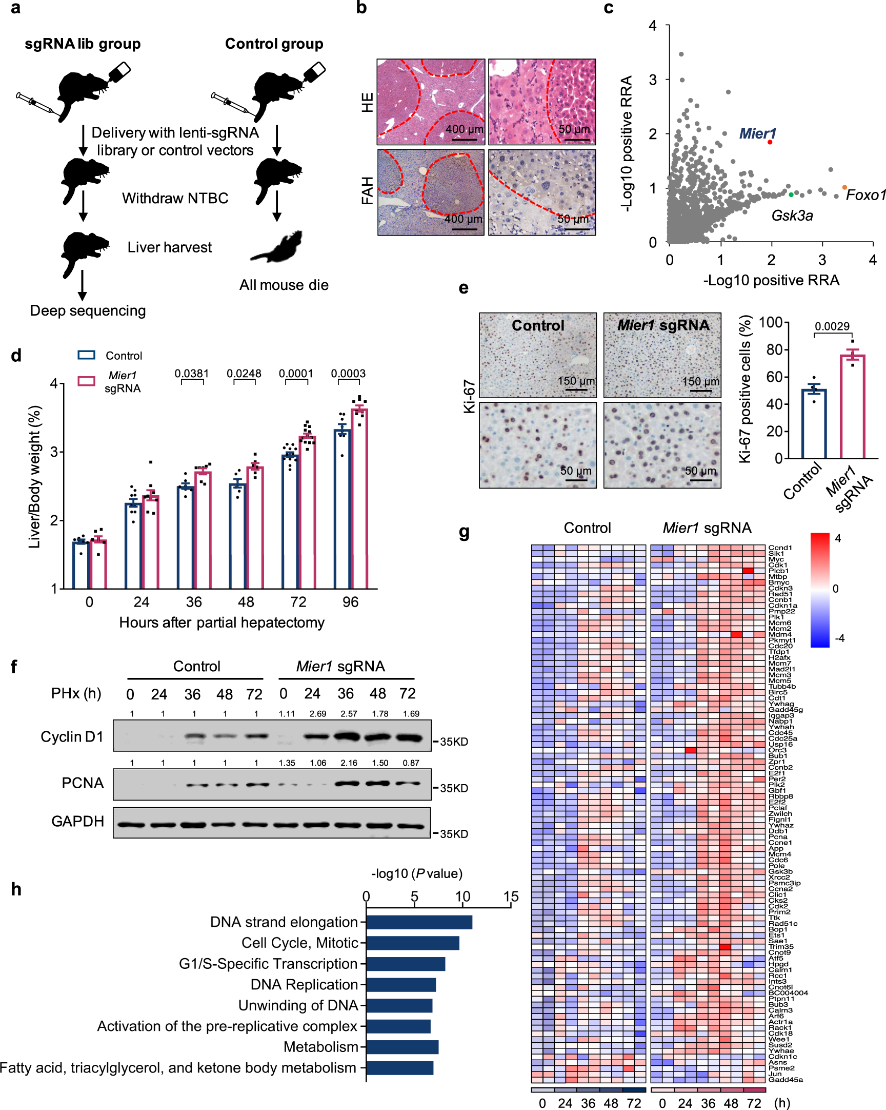 Acute liver steatosis translationally controls the epigenetic regulator  MIER1 to promote liver regeneration in a study with male mice | Nature  Communications