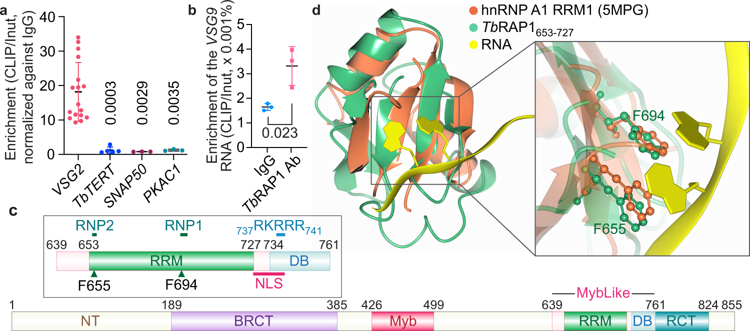 Fig. 1: TbRAP1 binds the active VSG RNA in vivo and contains an RNA Recognition Motif (RRM) domain.