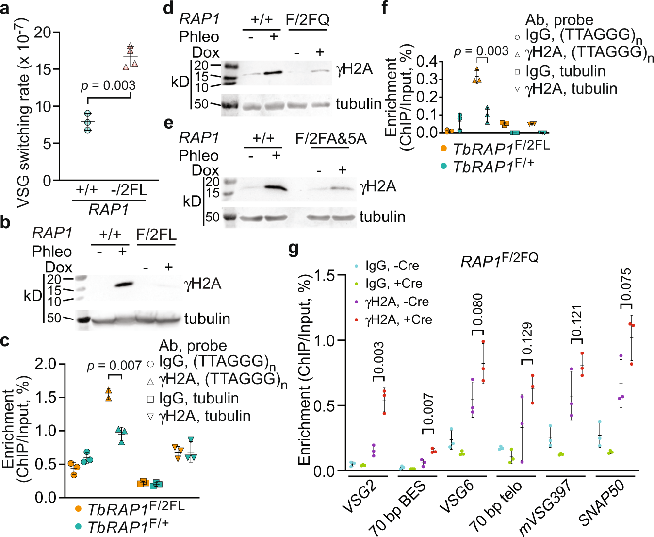 Fig. 6: TbRAP1 RRM mutants have an increased amount of DNA damage at the telomere and the subtelomere.
