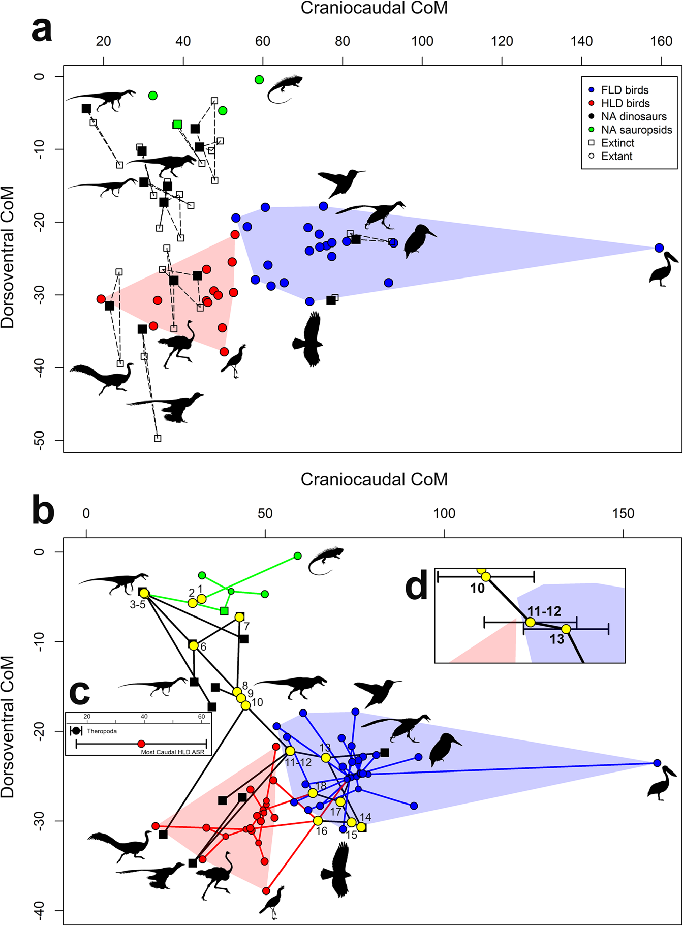 Fig. 2: Centre-of-mass evolution in bird-line archosaurs.