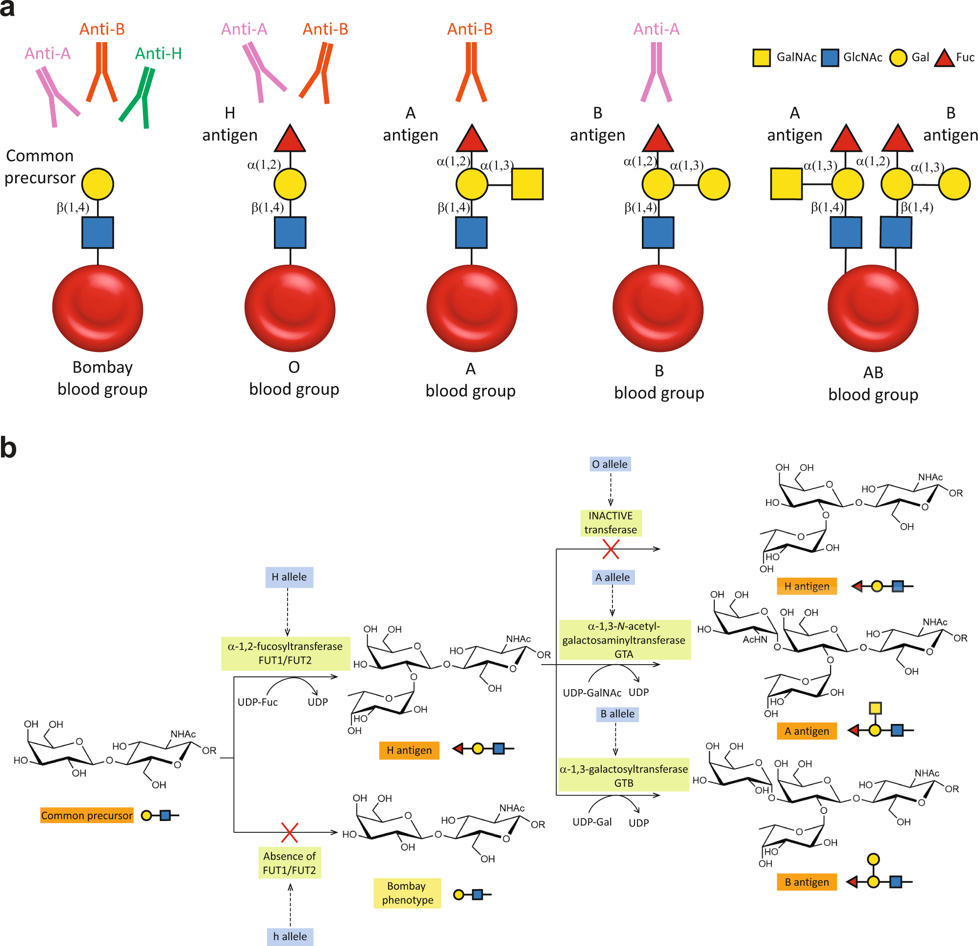 blood type chart antigens antibodies