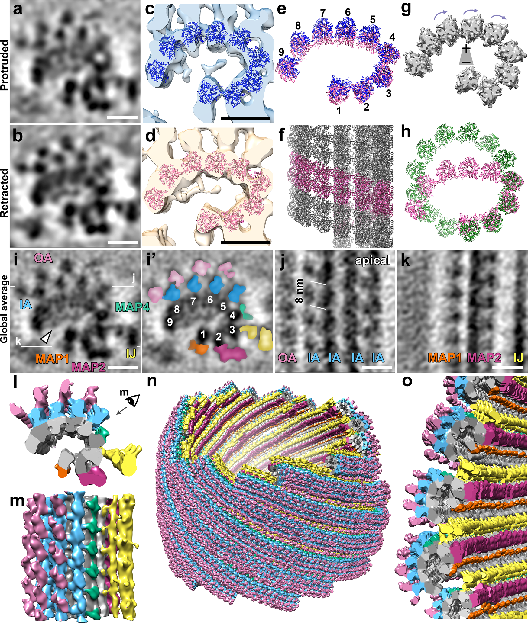 Fig. 4: Subtomogram averages of the conoid fibers show a C-shape architecture with nine tubulin protofilaments and associated proteins.