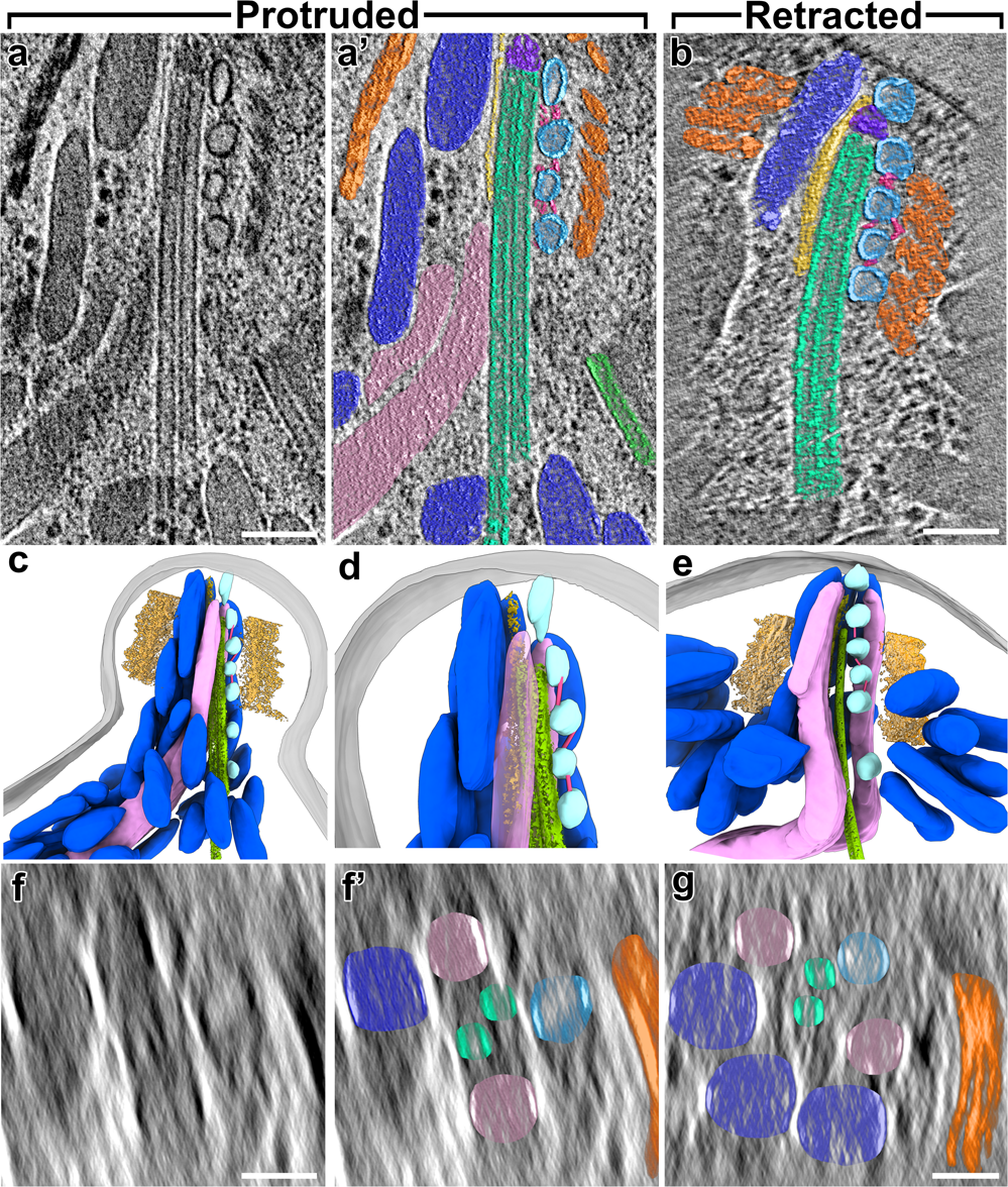 Fig. 6: The apical secretory machinery is organized around the intraconoidal microtubules (ICMT) in both protruded and retracted states.