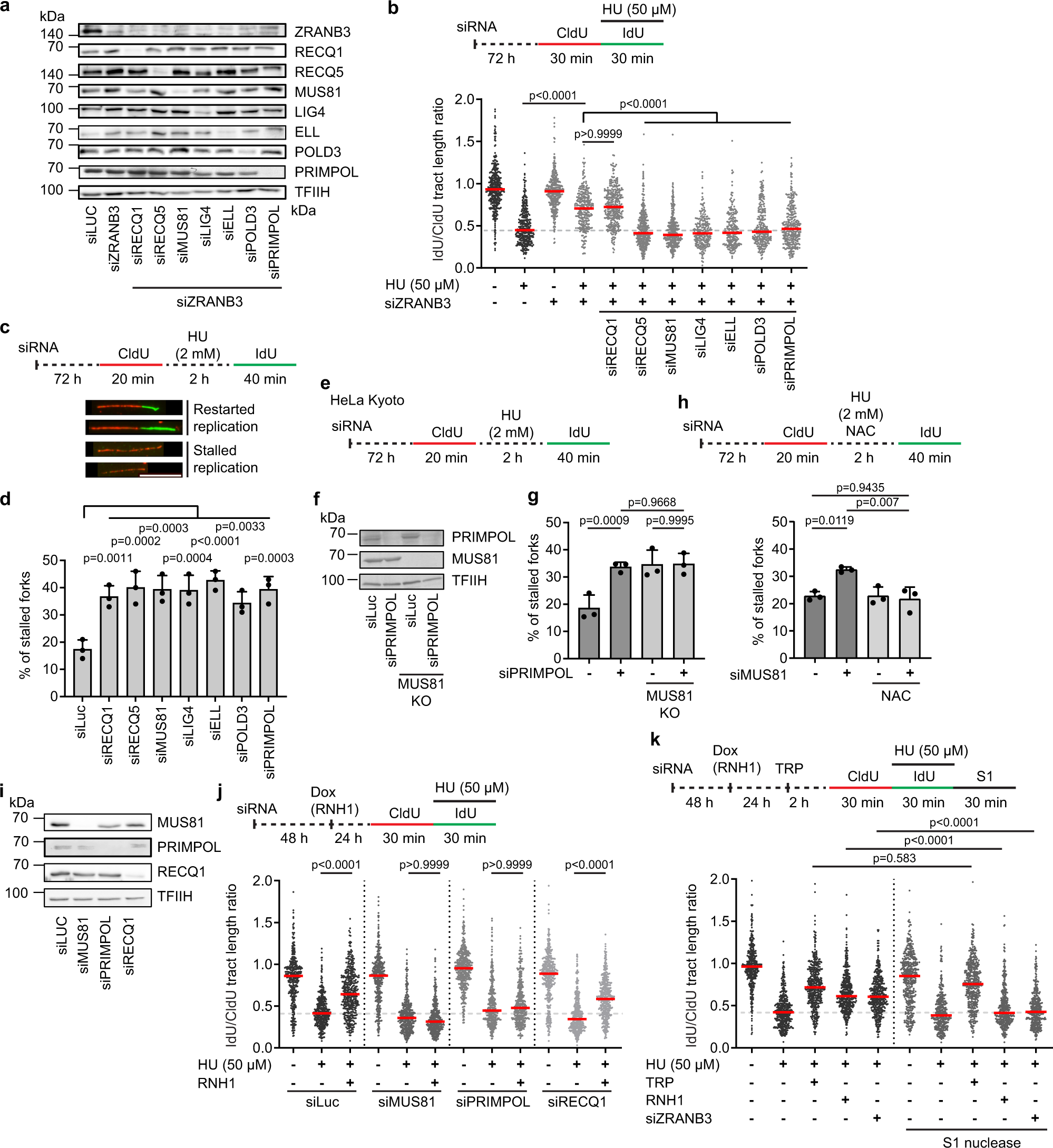 Fig. 4: MUS81-LIG4-PRIMPOL axis mediates replication restart following ROS-induced fork stalling.