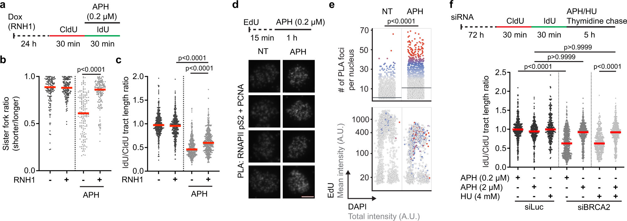 Fig. 5: R-loop-dependent fork stalling is induced by partial inhibition of DNA synthesis with aphidicolin.