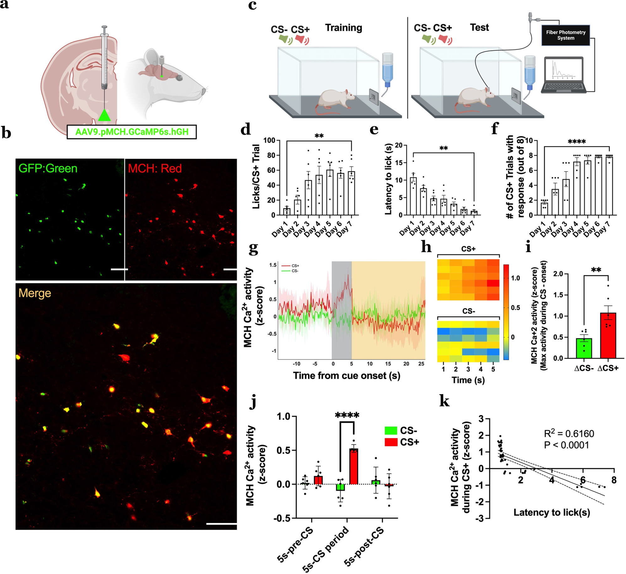 Appetitive ingestive behavior was measured over the estrous cycle in