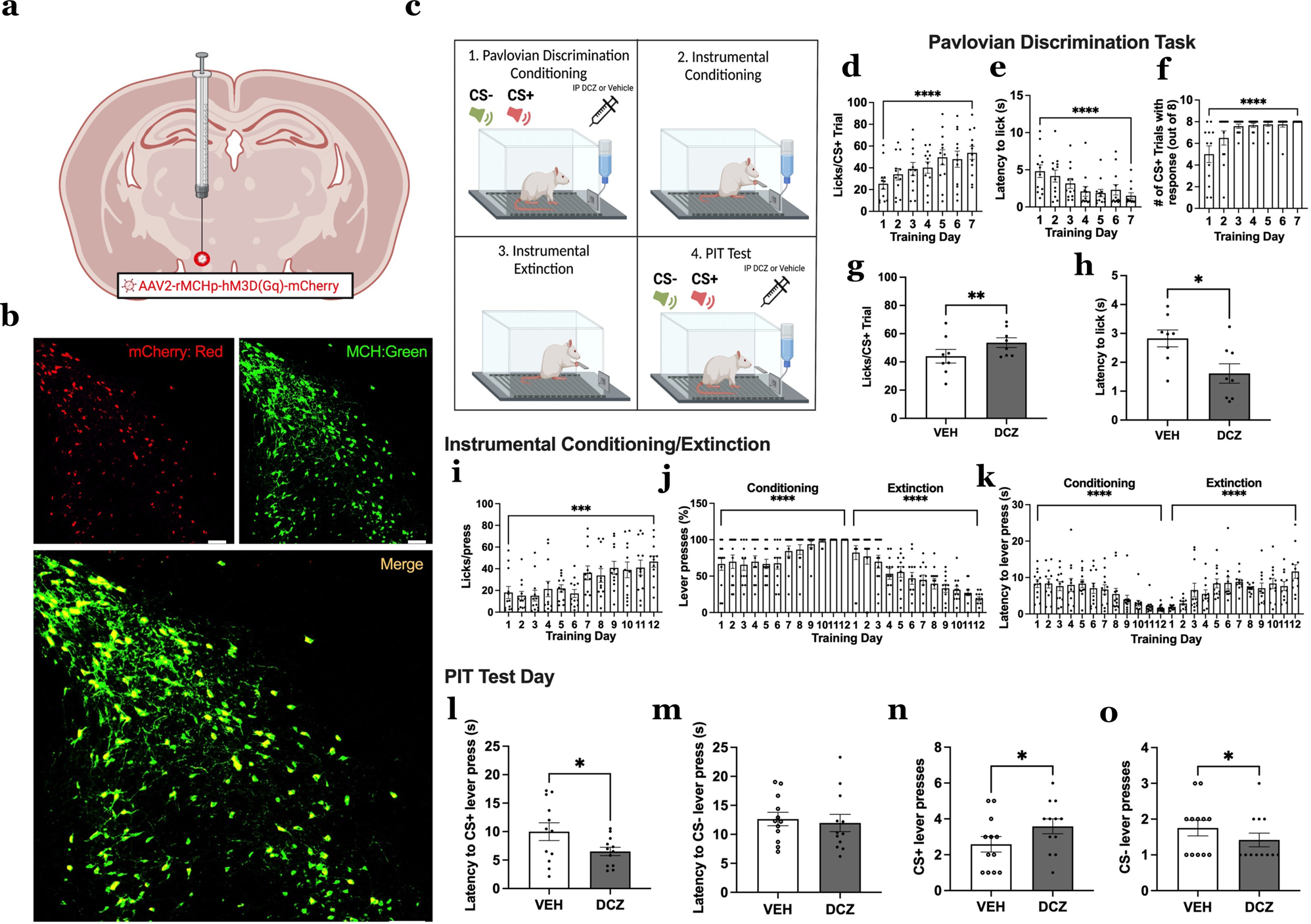 Fig. 4: MCH neuron activation increases appetitive responses to discrete food-predictive cues.