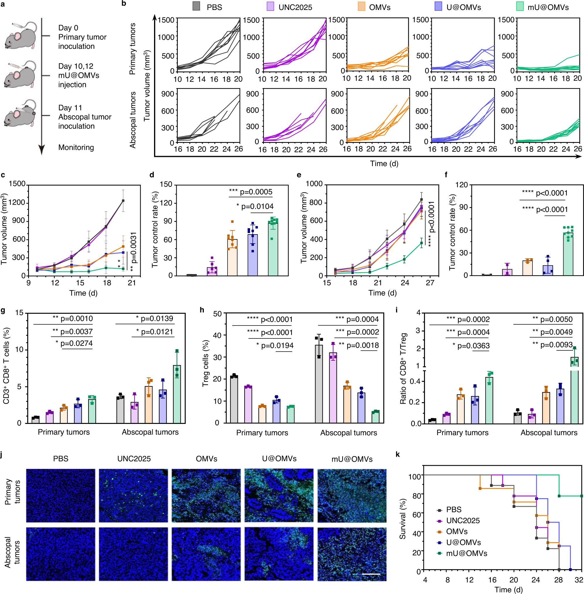 Fig. 6: The antitumor effects of mU@OMVs in inhibiting both primary and abscopal B16F10 tumors.