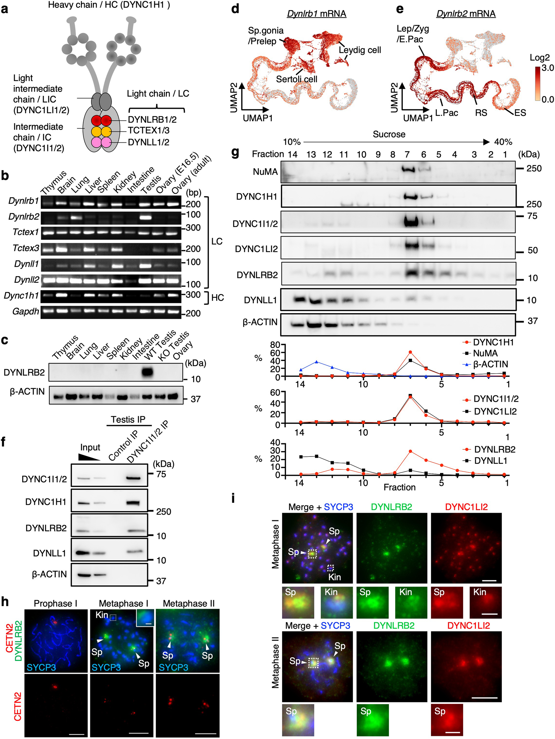 Distinct dynein complexes defined by DYNLRB1 and DYNLRB2 regulate mitotic  and male meiotic spindle bipolarity | Nature Communications