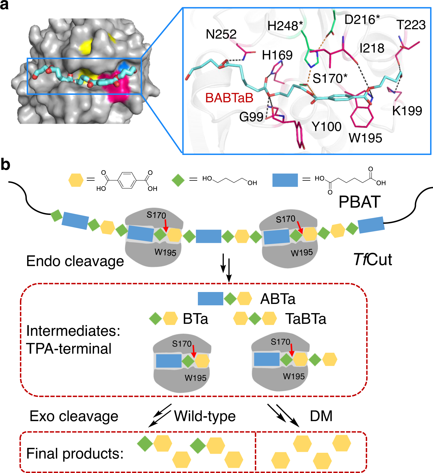 Fig. 5: TfCut-catalyzed PBAT degradation.