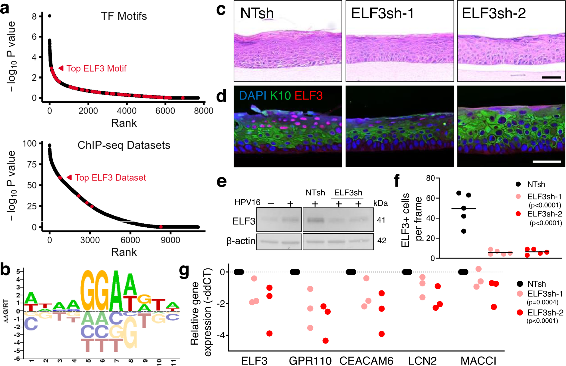 Fig. 10: The HIDDEN cell compartment requires ELF3 expression.
