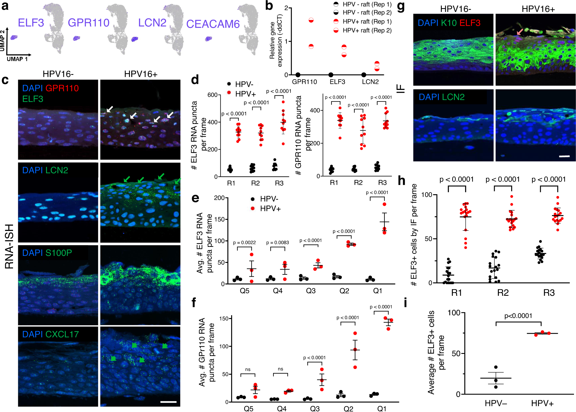 Fig. 5: C9 cells occupy the superficial cell layers of the HPV16+ epithelium.