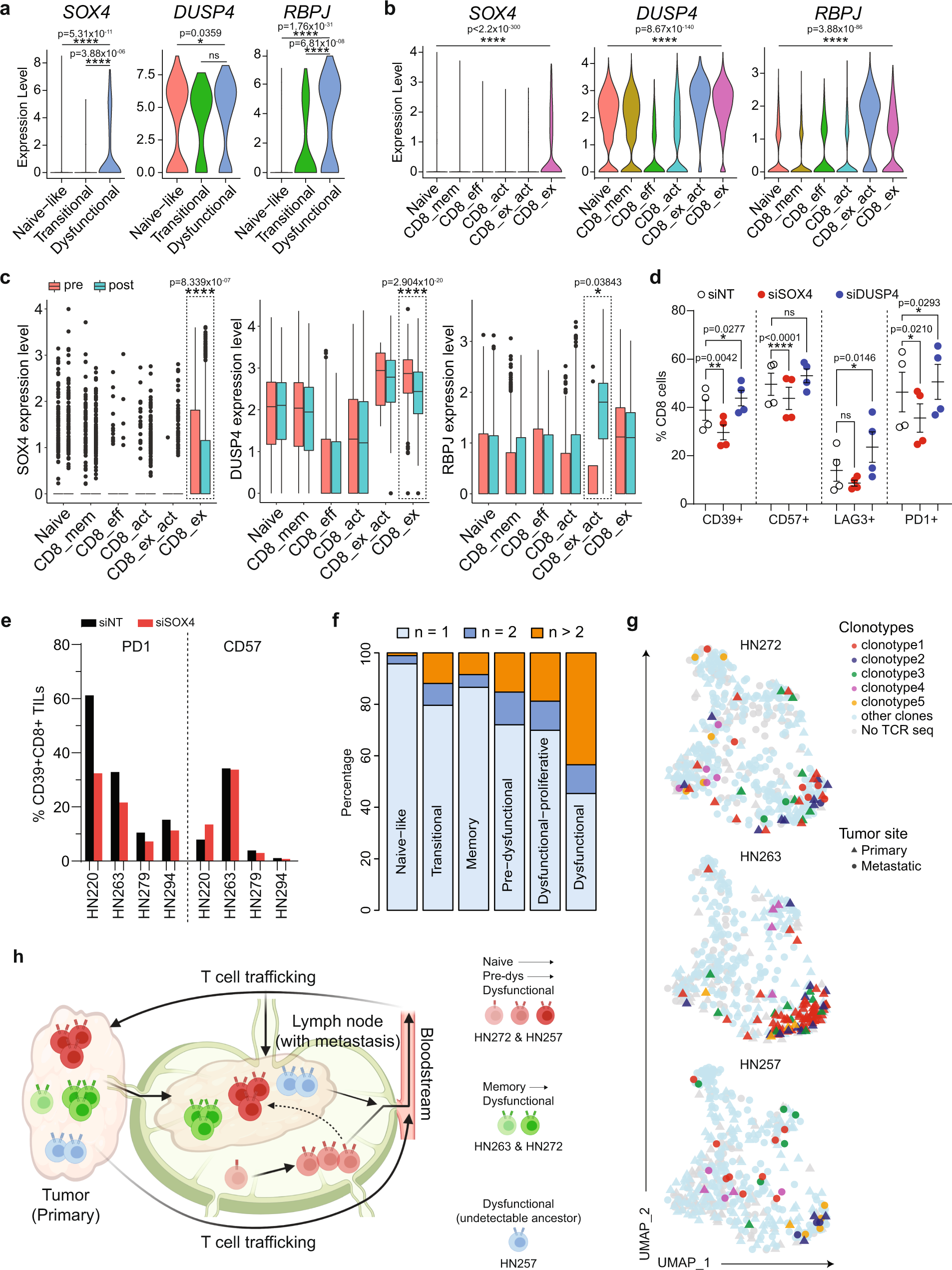 Fig. 5: Functional analysis of genes involved in CD8 dysfunction and T-cell receptor sequencing analysis.