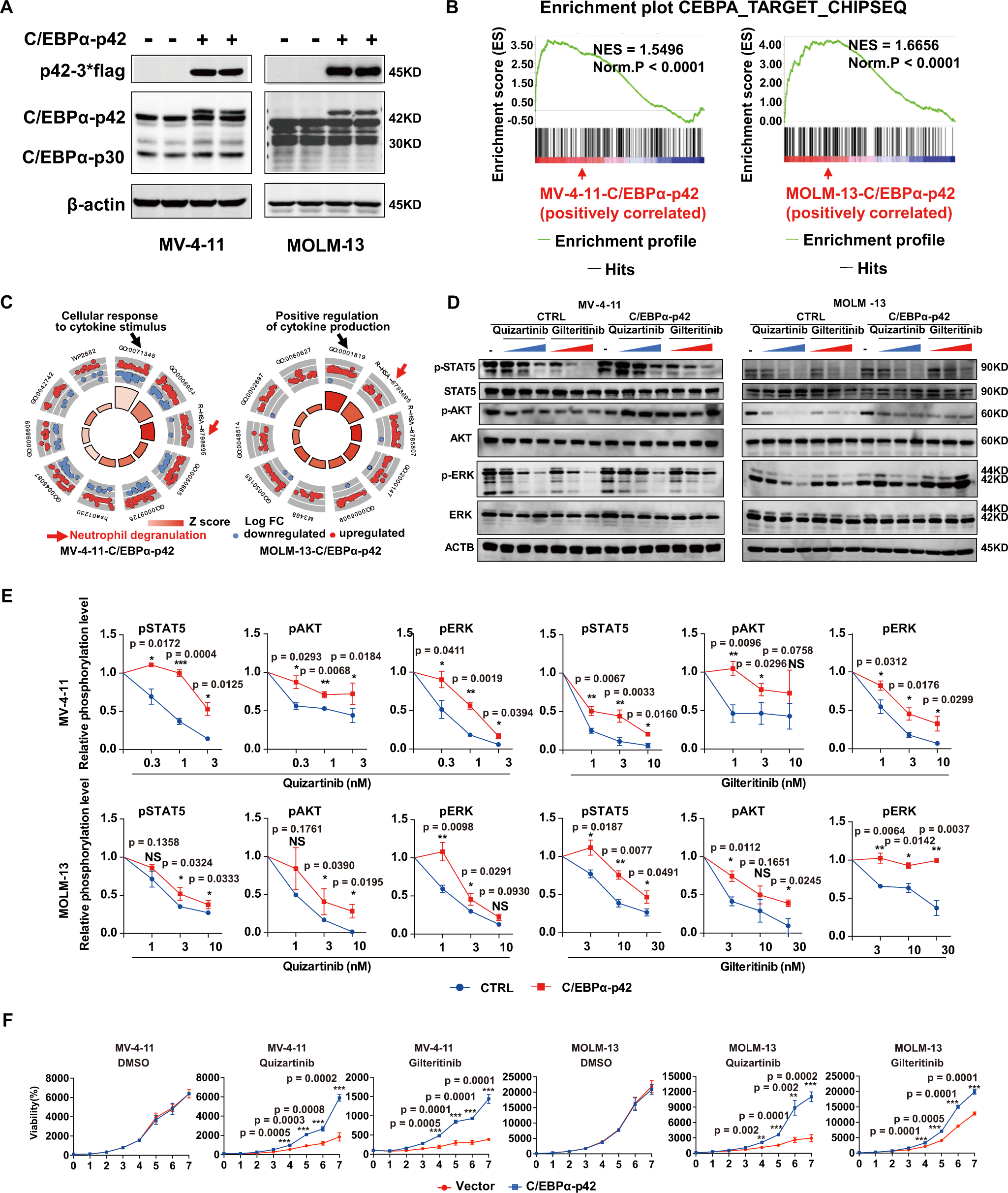 Fig. 2: Overexpression of C/EBPα-p42 reduces the sensitivity of FLT3 ITD AML cells to FLT3i in vitro.