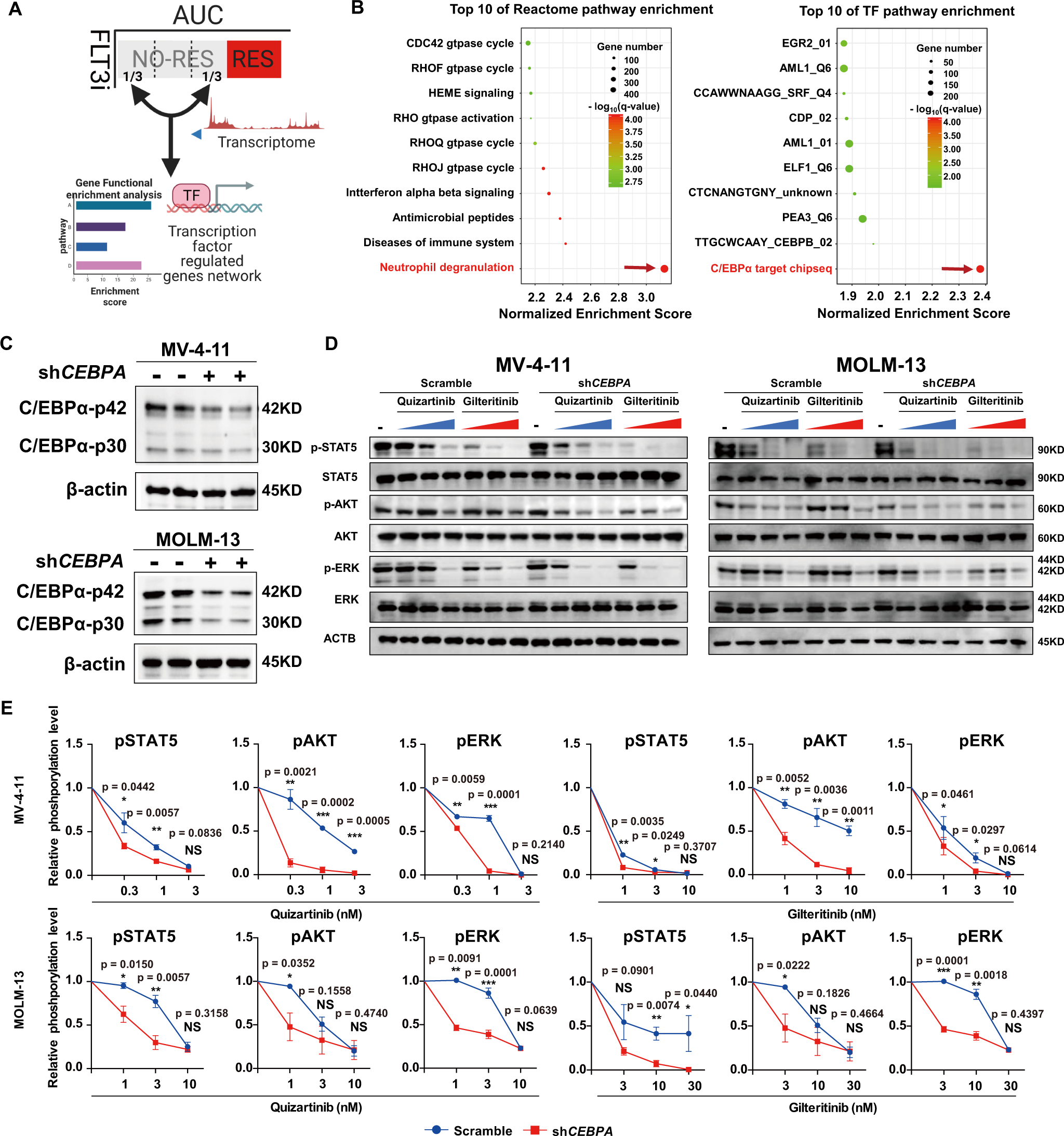Fig. 4: CEBPA knockdown enhances the FLT3i induced signal pathway downregualtion.
