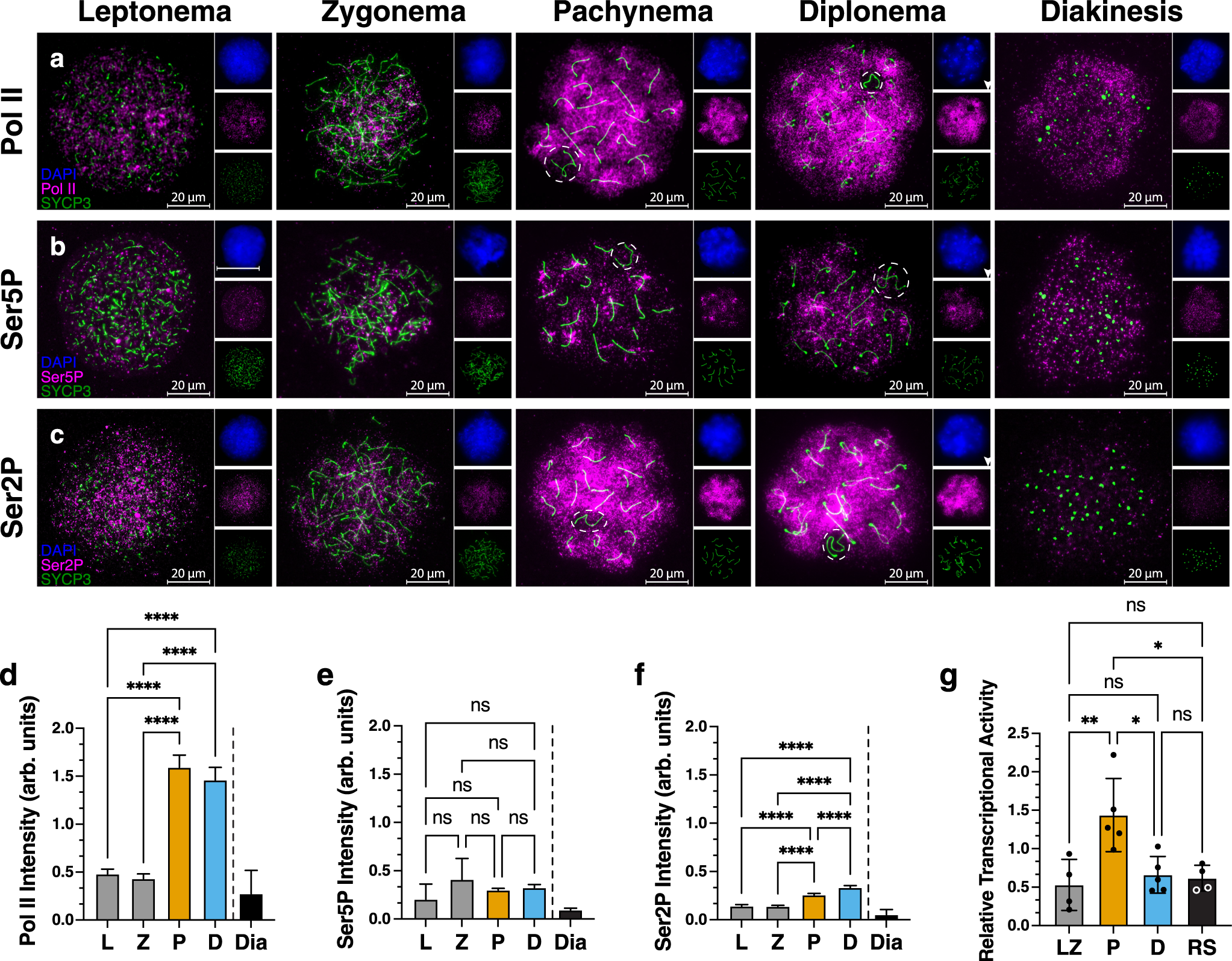 A-MYB and BRDT-dependent RNA Polymerase II pause release orchestrates transcriptional regulation in mammalian meiosis Nature Communications pic