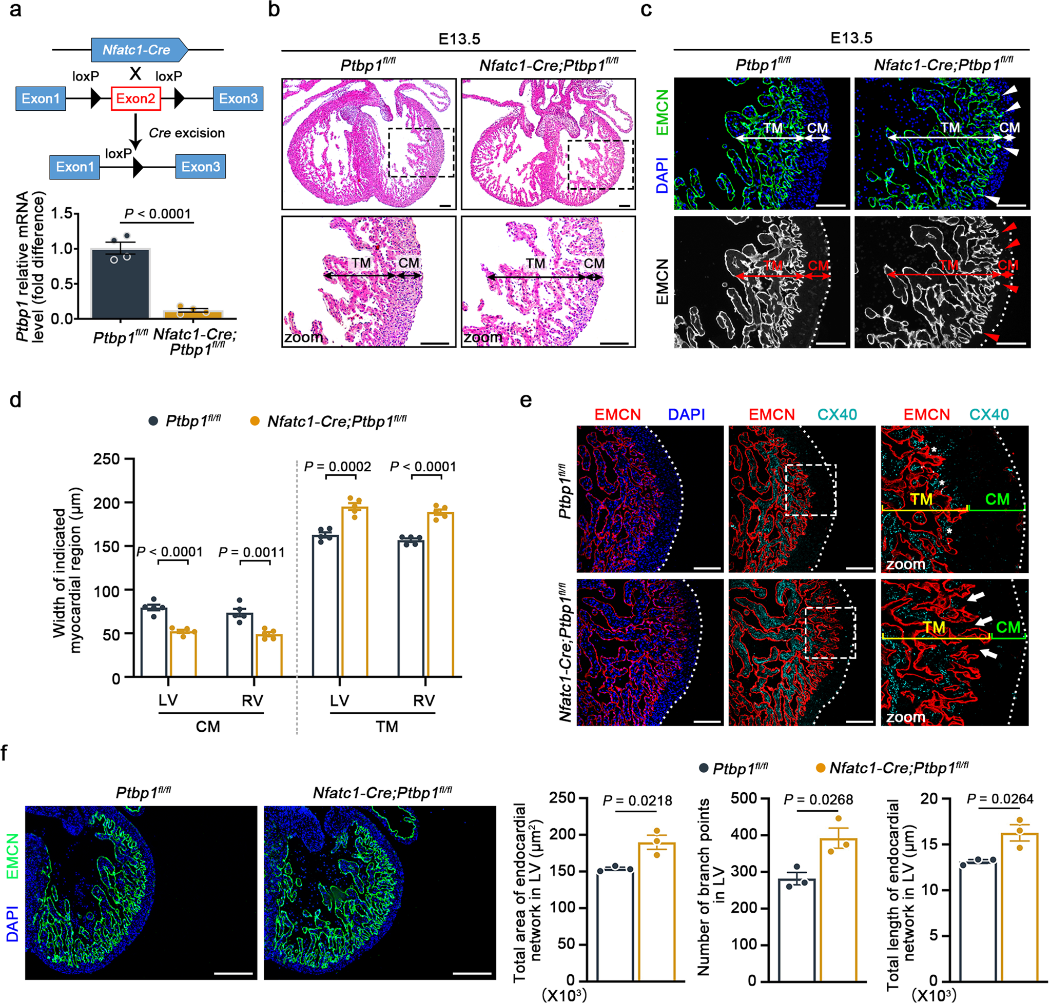 Fig. 2: Endocardial-specific knockout of Ptbp1 leads to ventricular noncompaction.