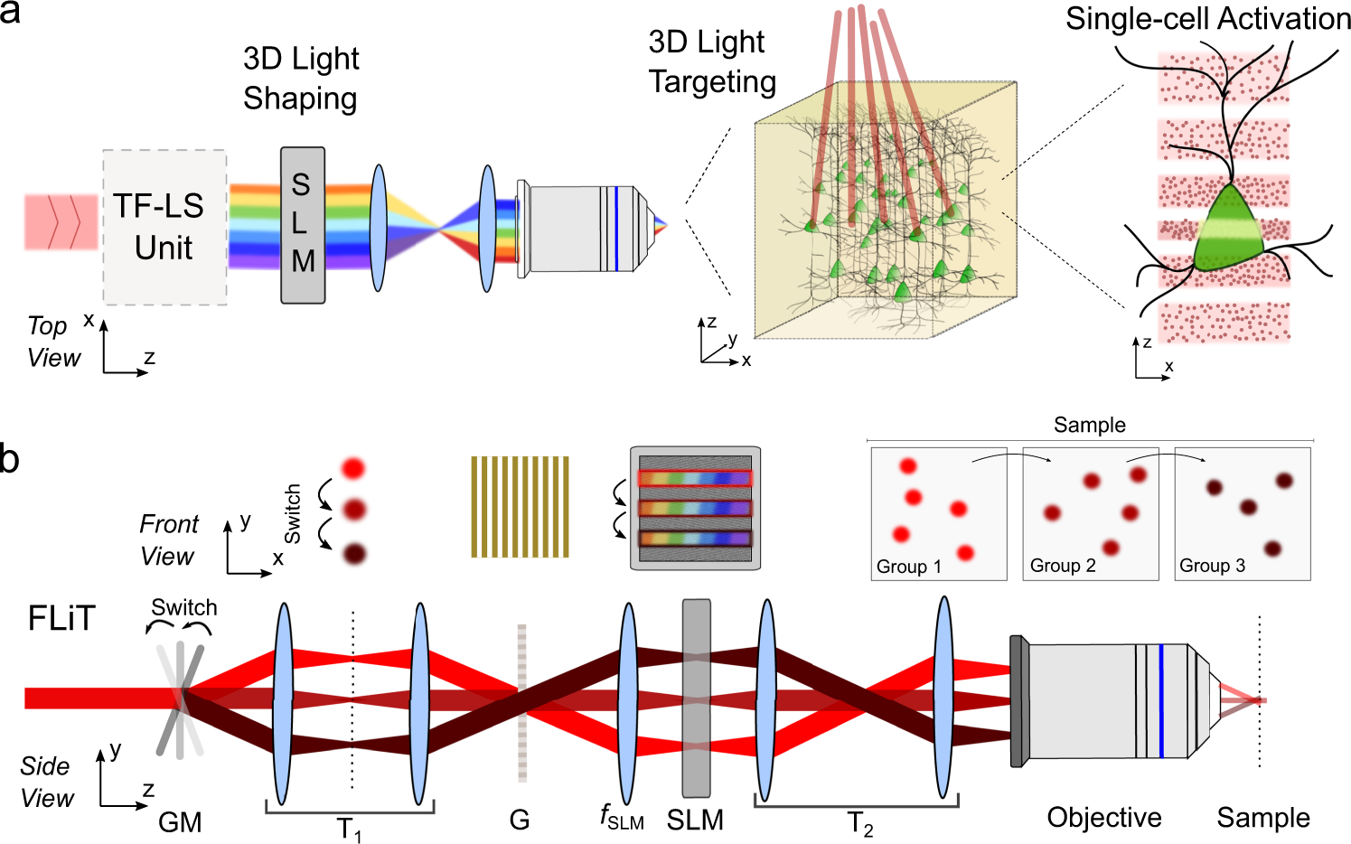 Ultrafast light targeting for high-throughput precise control of neuronal  networks
