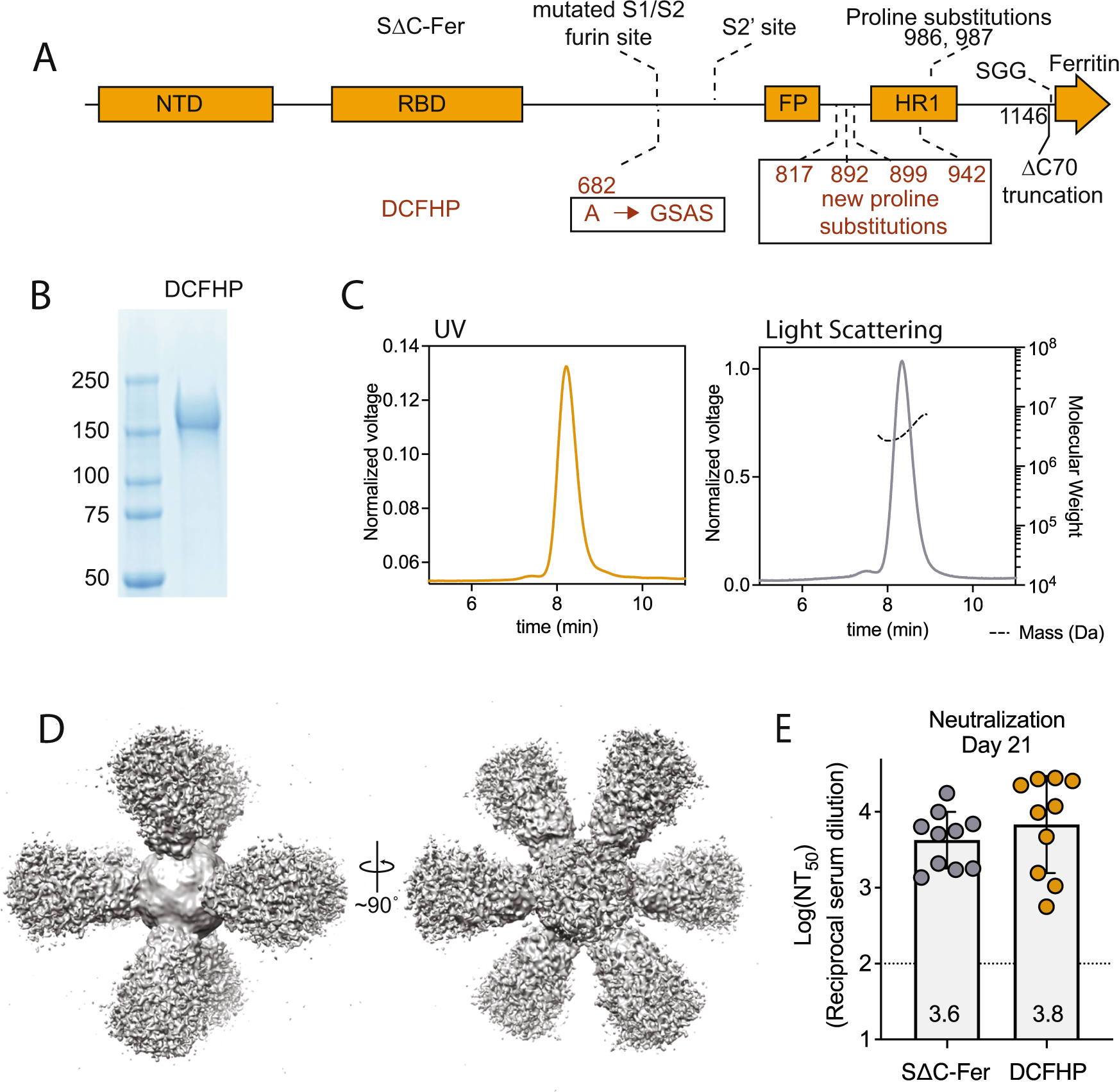 A ferritin-based COVID-19 nanoparticle vaccine that elicits robust,  durable, broad-spectrum neutralizing antisera in non-human primates |  Nature Communications