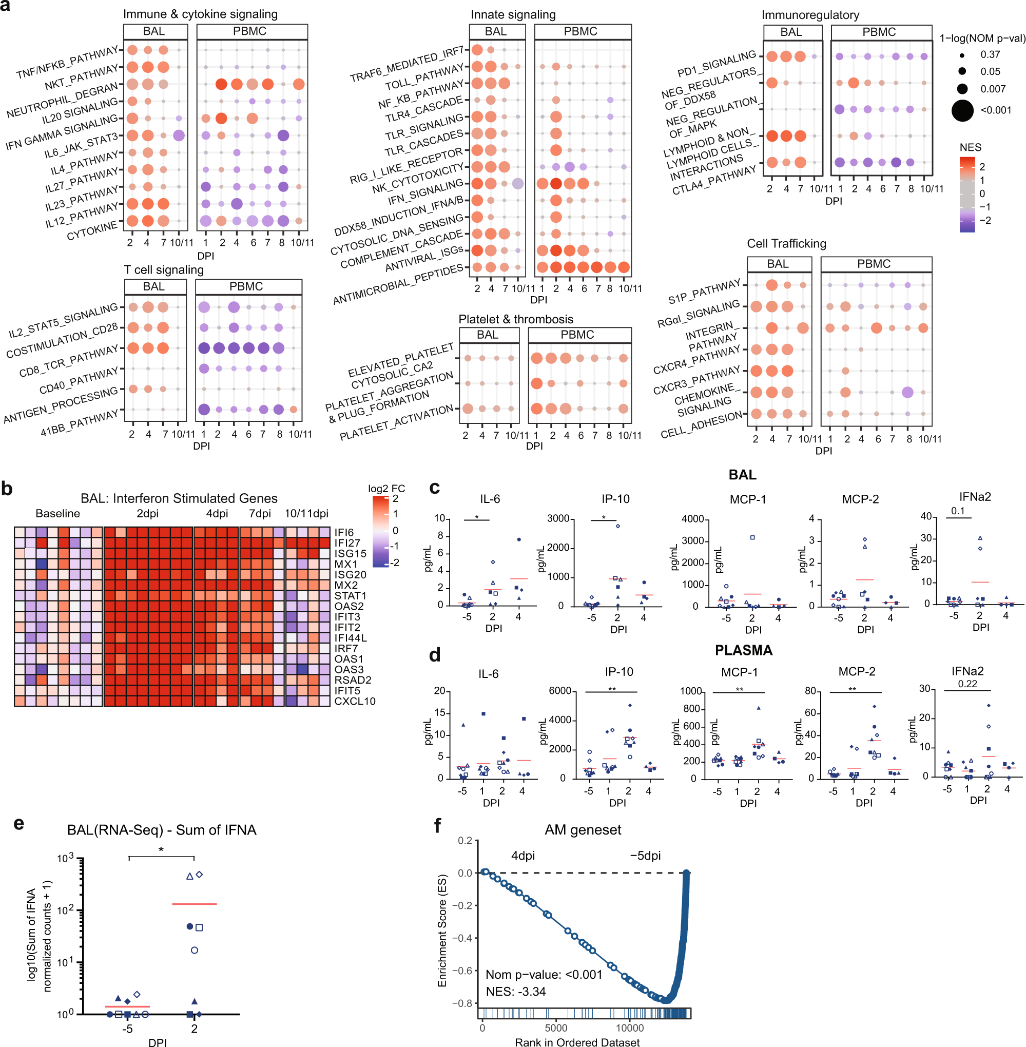 Fig. 2: Early pro-inflammatory and ISG response observed in airways and peripheral blood by bulk transcriptomics.