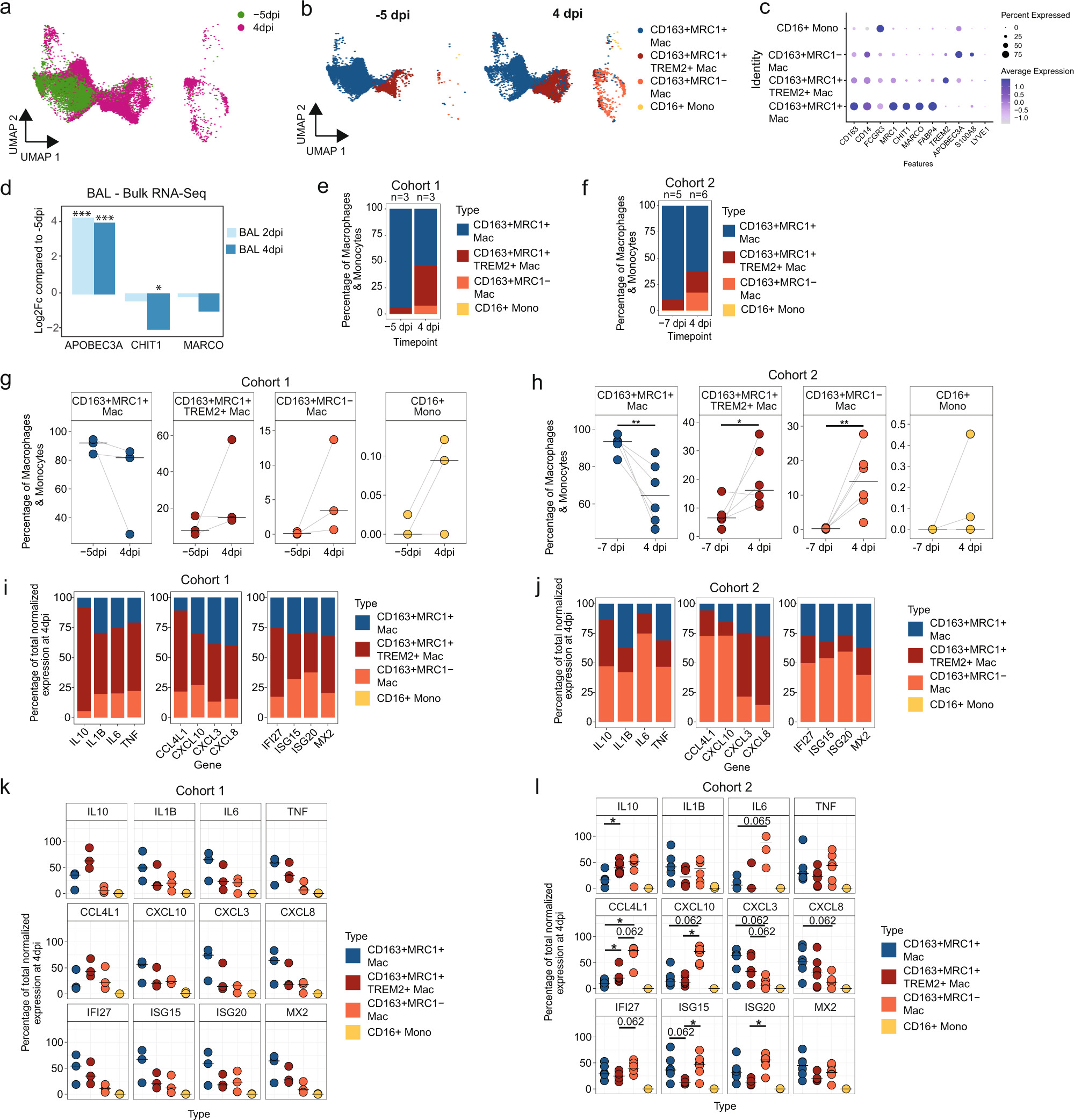 Fig. 3: Influx of pro-inflammatory macrophages in BAL.
