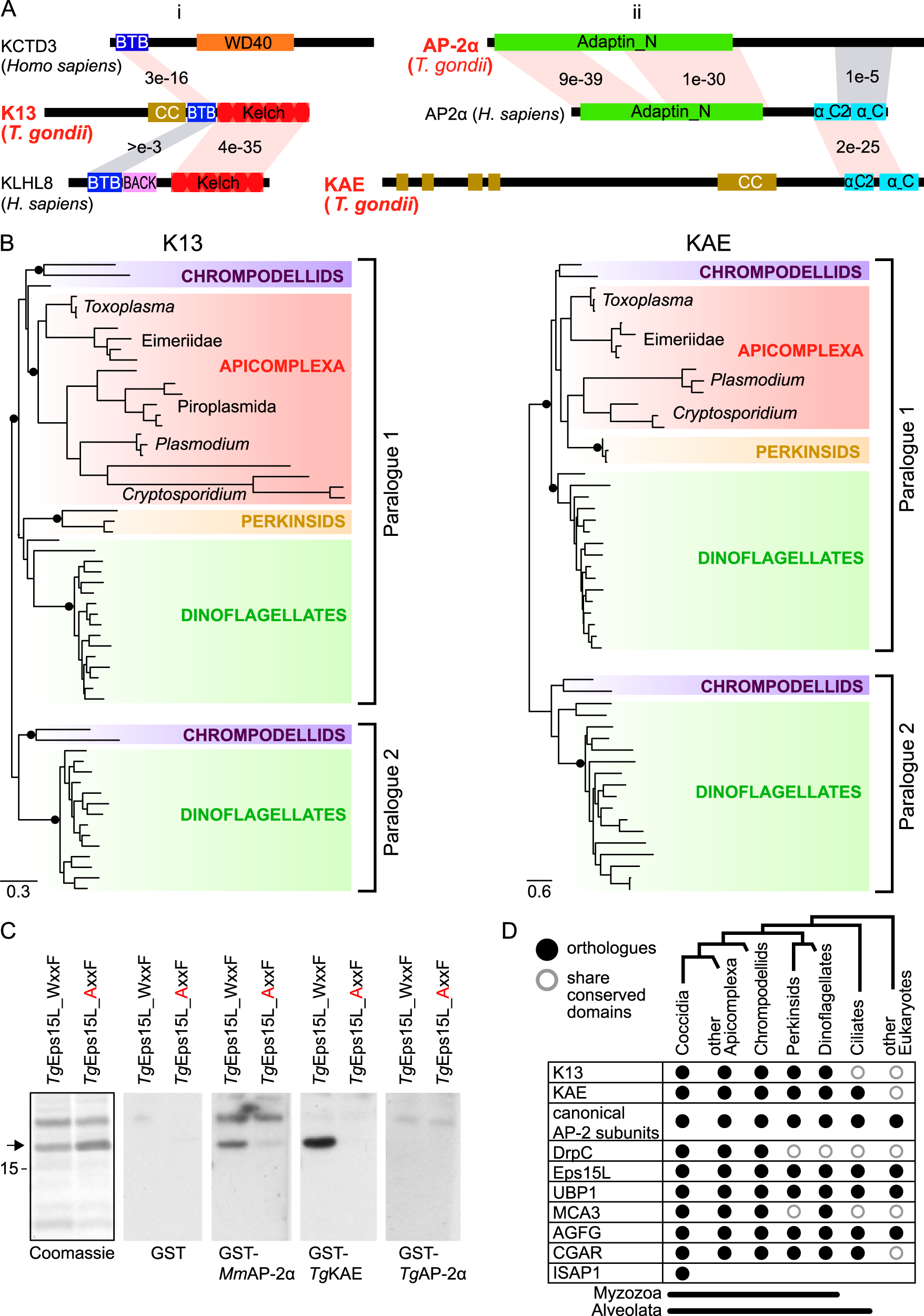 Fig. 7: K13 and AP-2 unique traits co-evolved in Myzozoa.