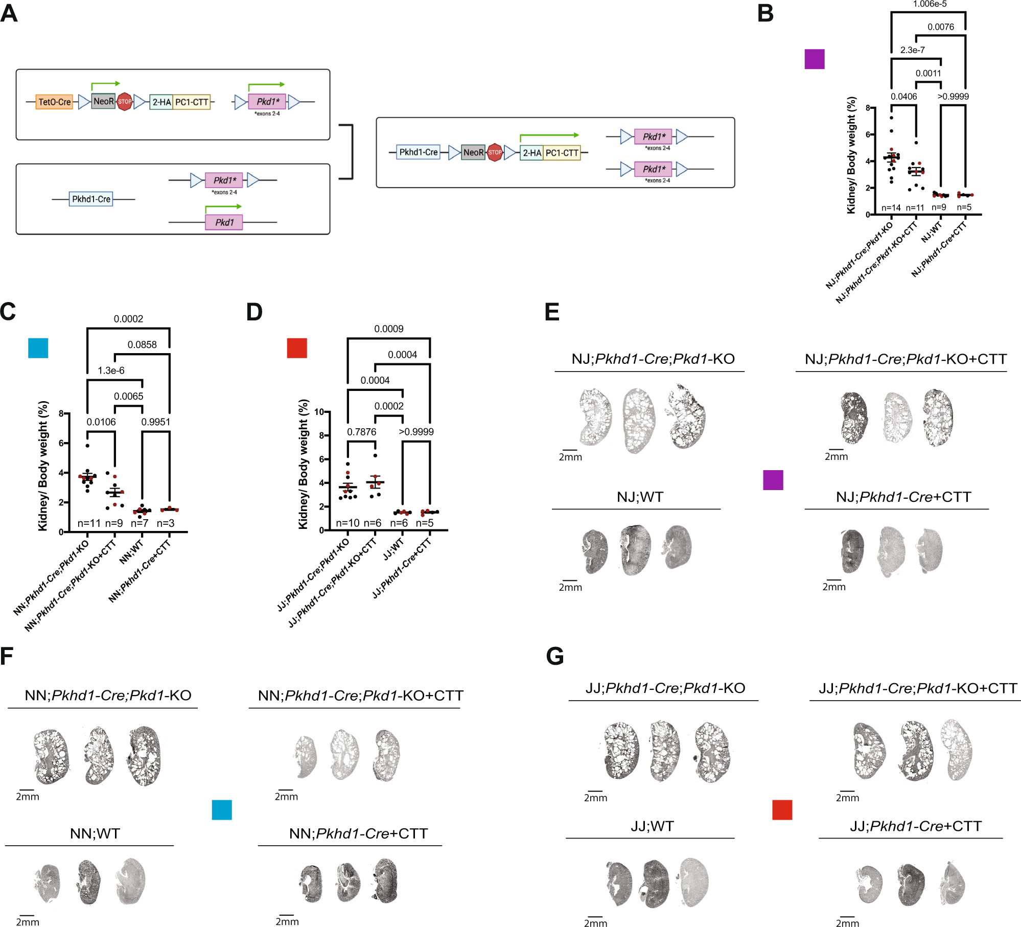 Fig. 4: Expression of CTT partially suppresses cystic disease in a rapidly progressive orthologous mouse model of ADPKD when generated on an NNT-competent background.