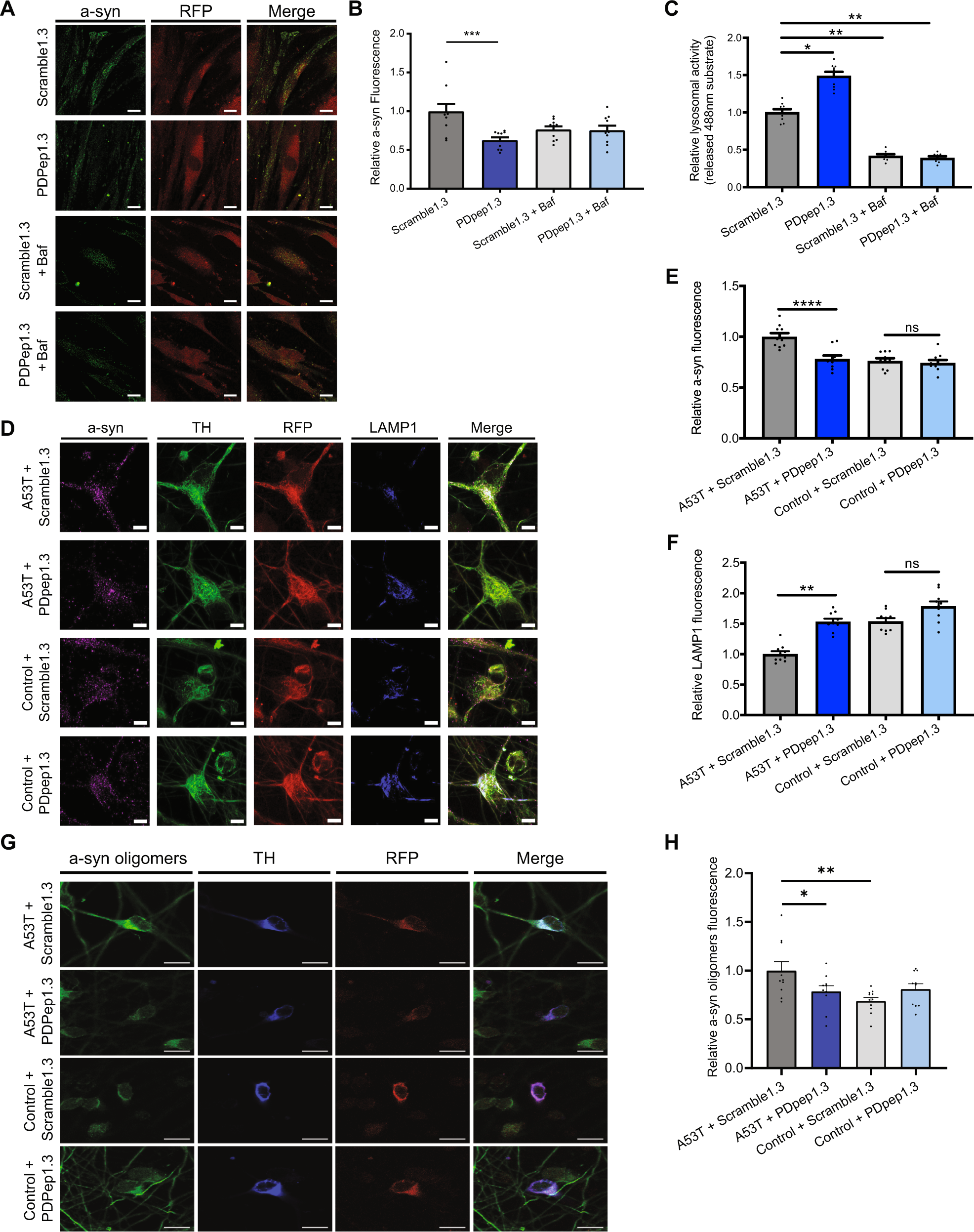 Fig. 6: PDpep1.3 reduces endogenous a-syn levels and rescues lysosomal activity in human PD cell models.