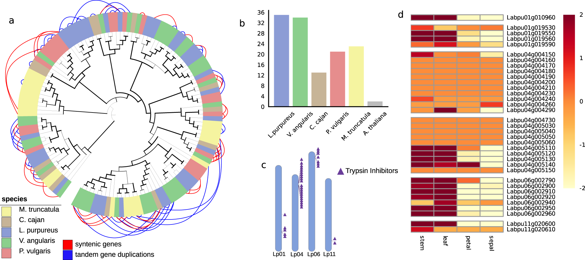 Fig. 3: Trypsin inhibitor gene family in lablab.