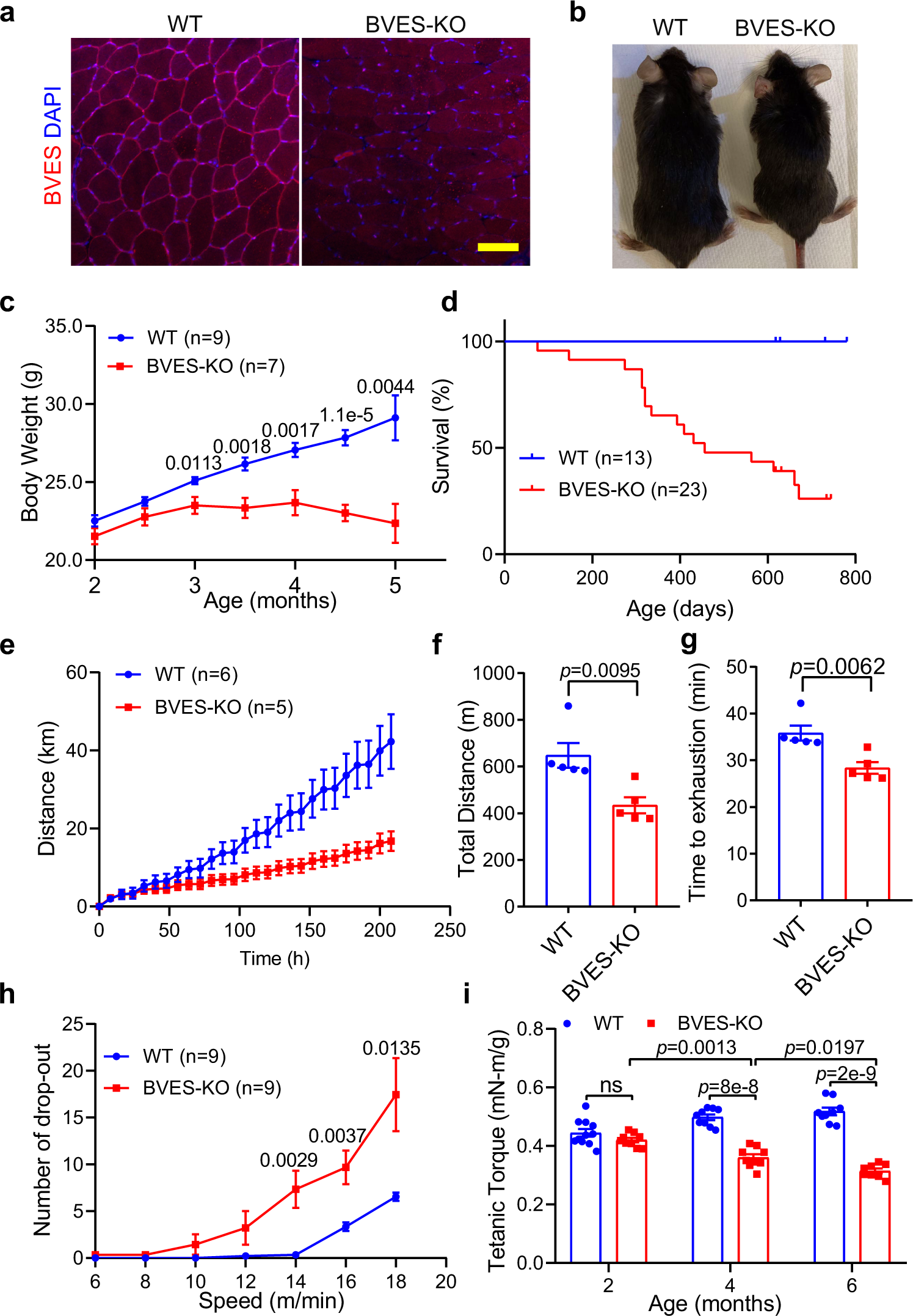 Fig. 1: BVES disruption compromises the body weight gain and muscle function in mice.